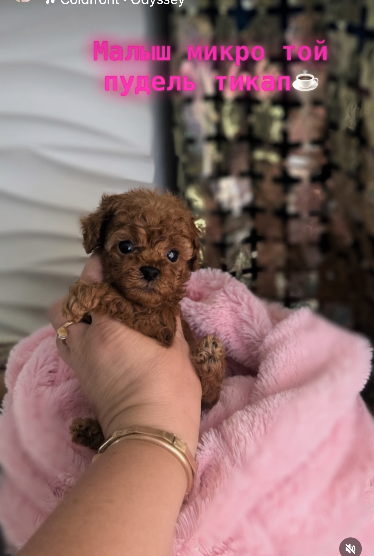 Тикап кукольный красавчик Юджин