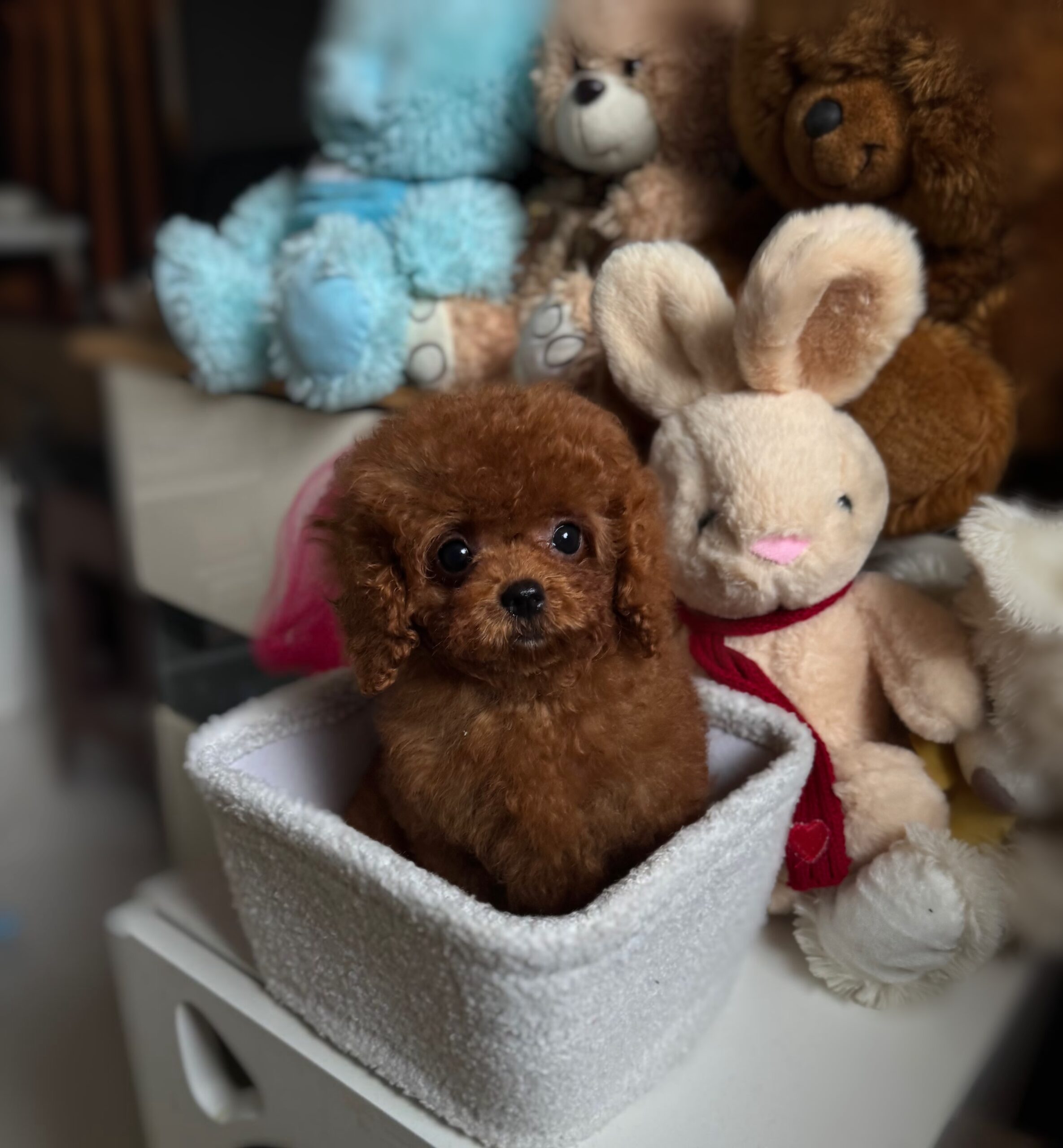 Кукольная красотка  Тая