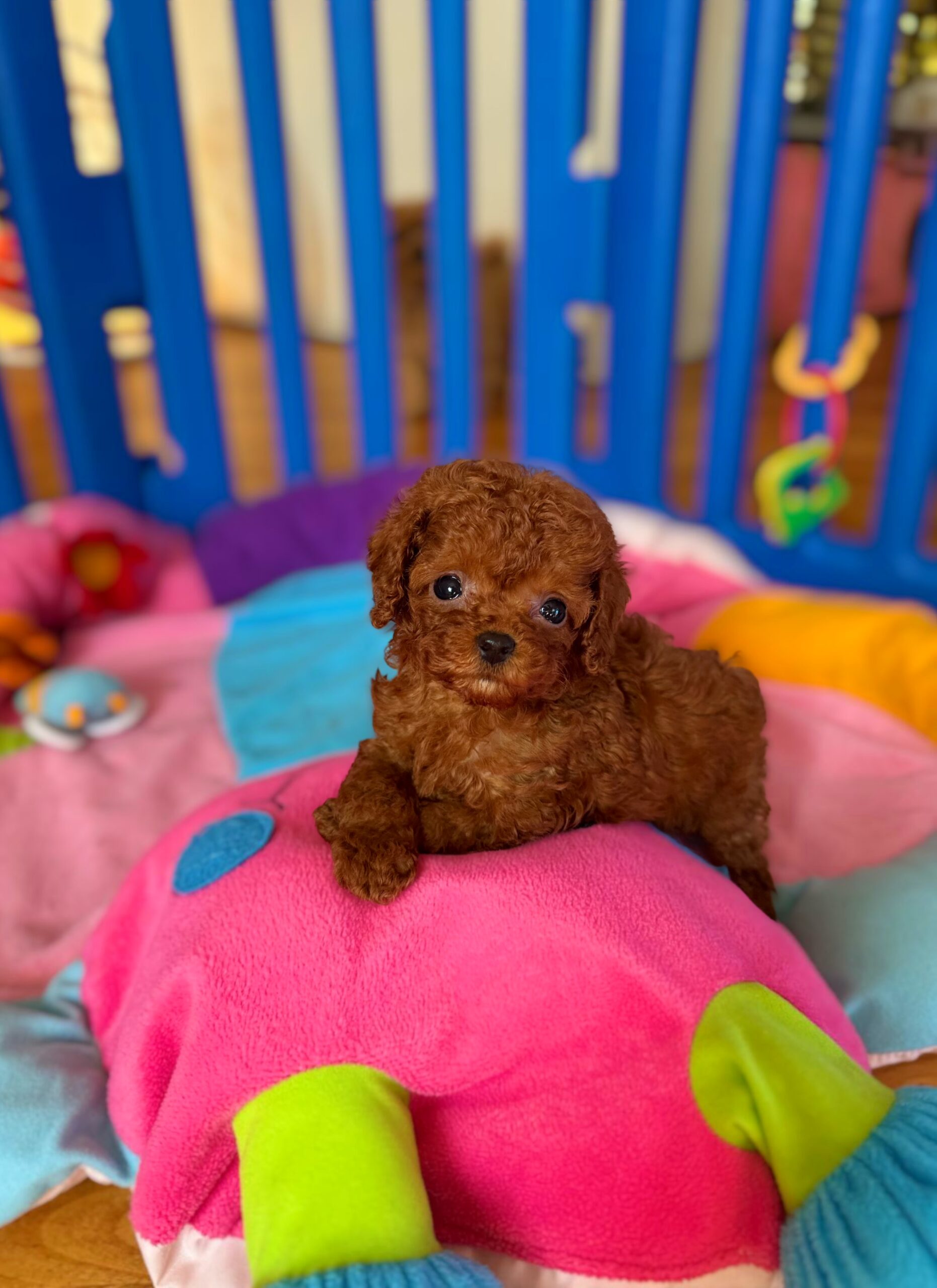 Кукольная красотка  Тая