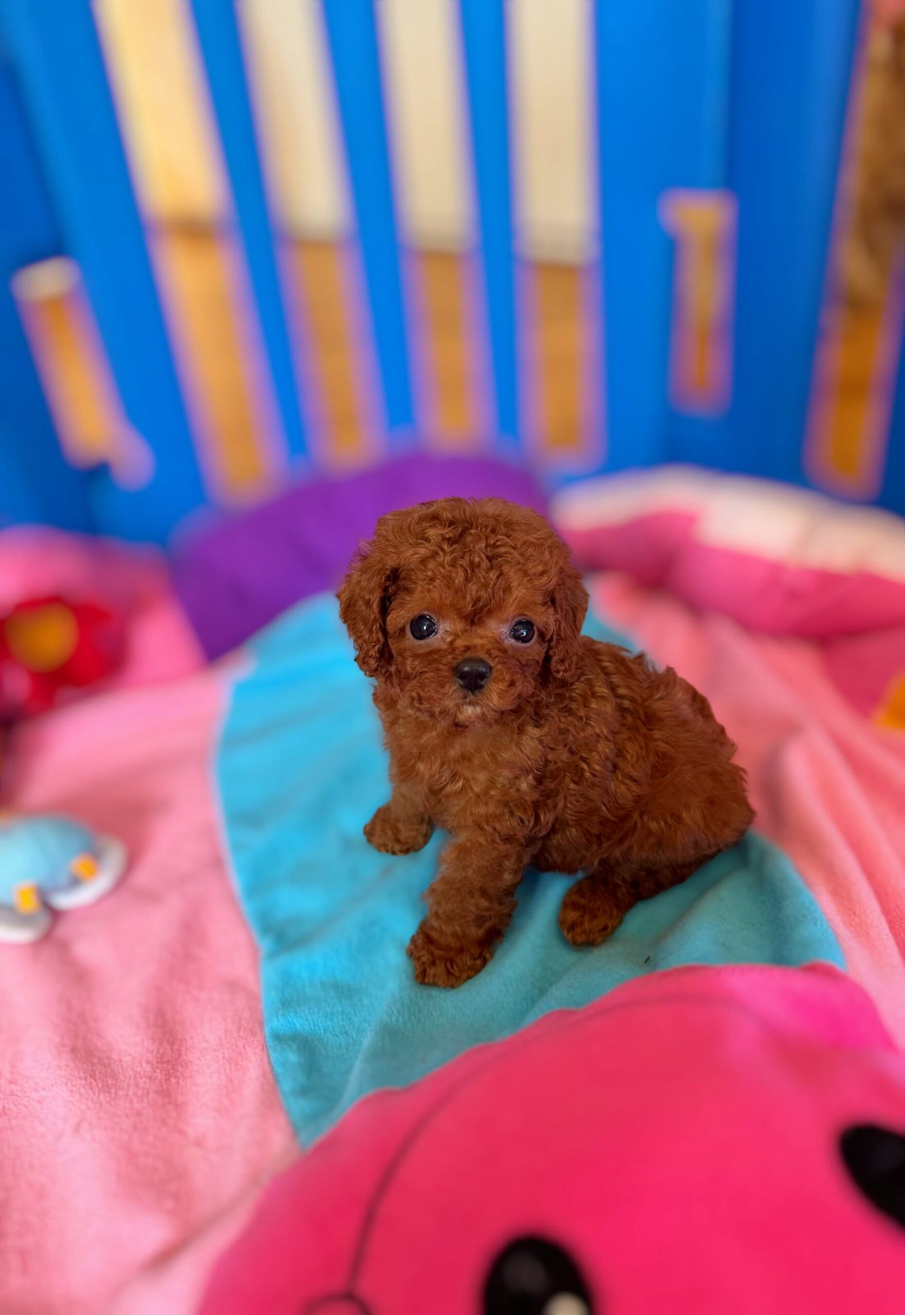 Кукольная красотка  Тая