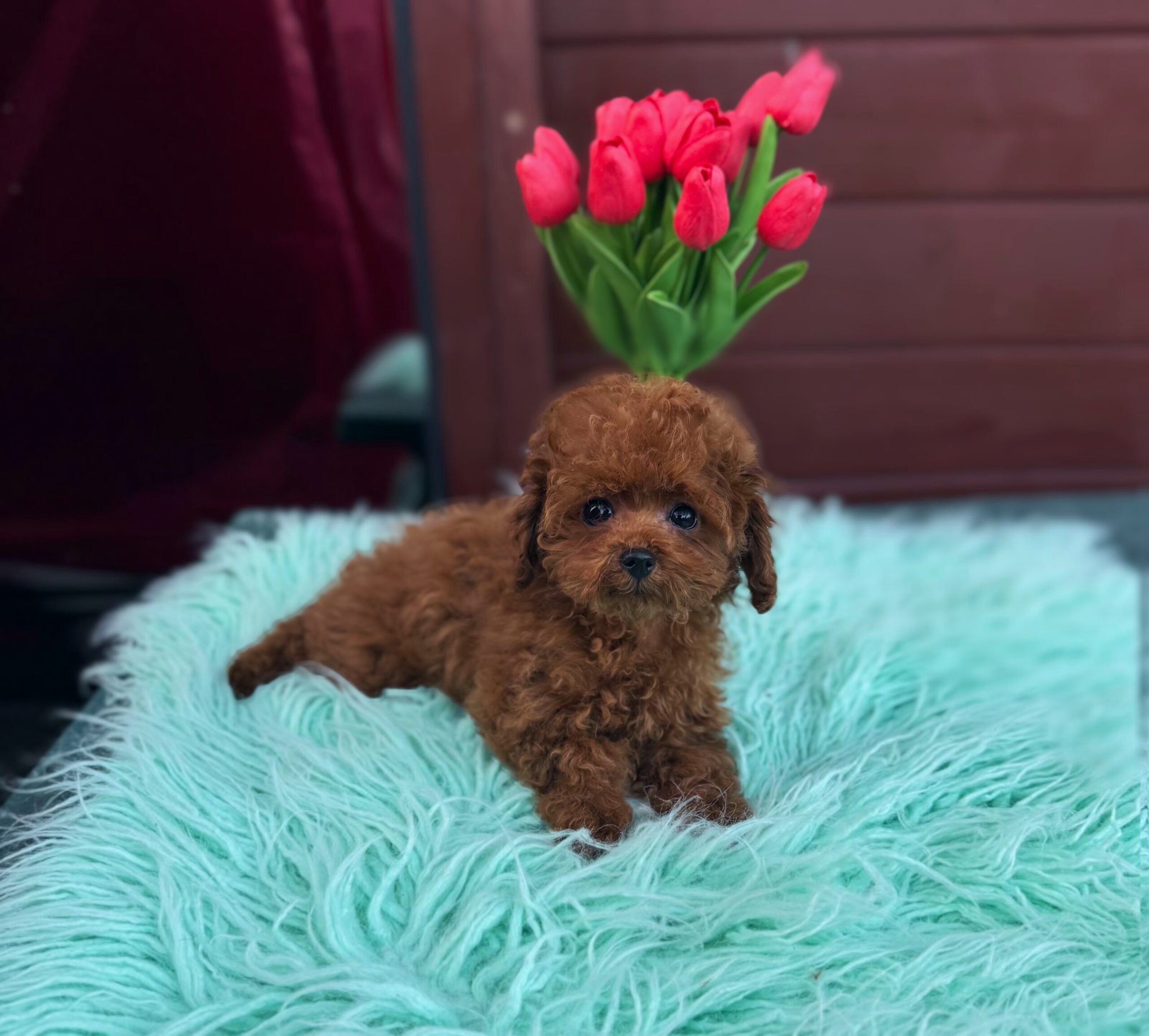 Яркий красавчик Рокки