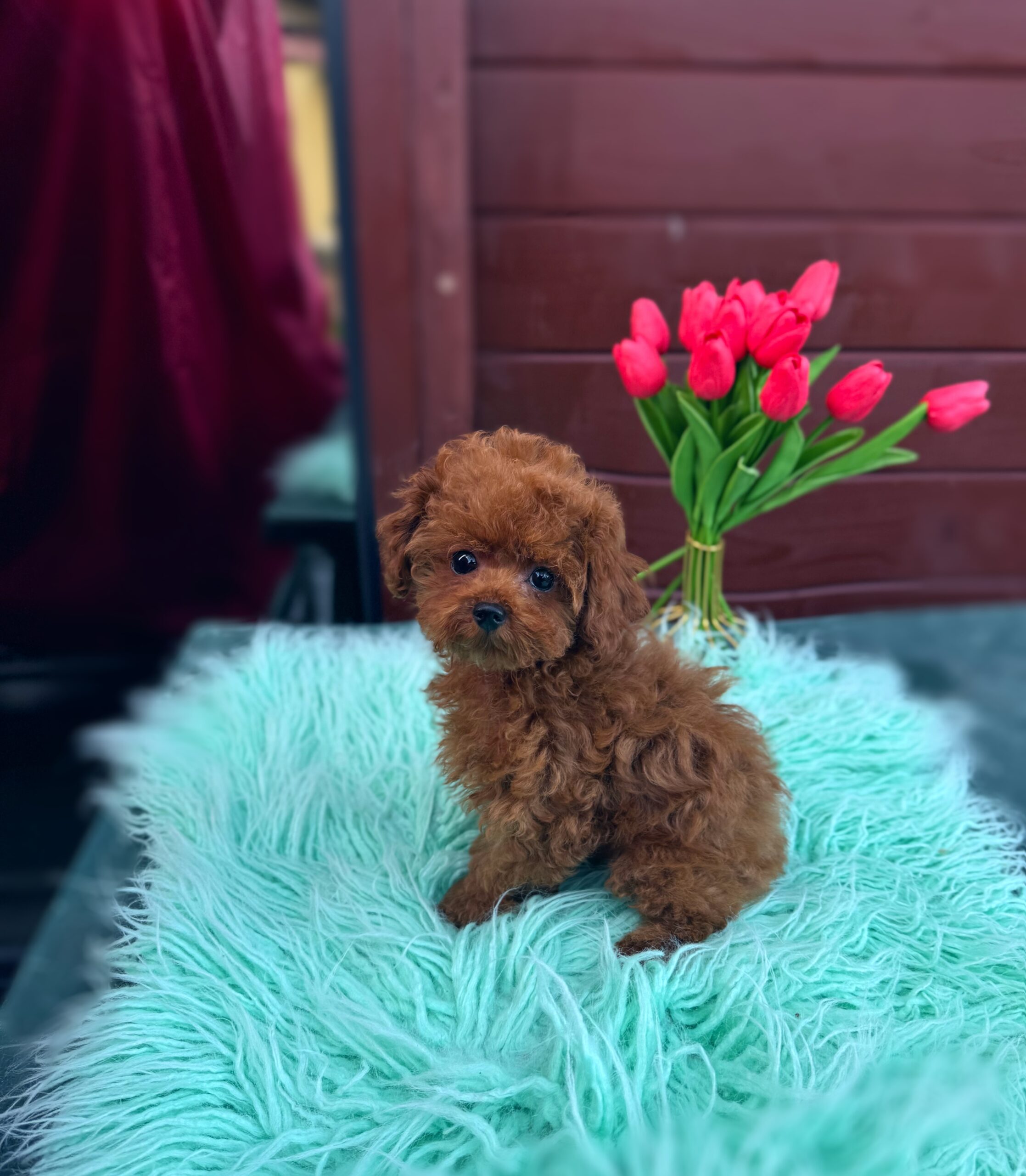 Яркий красавчик Рокки