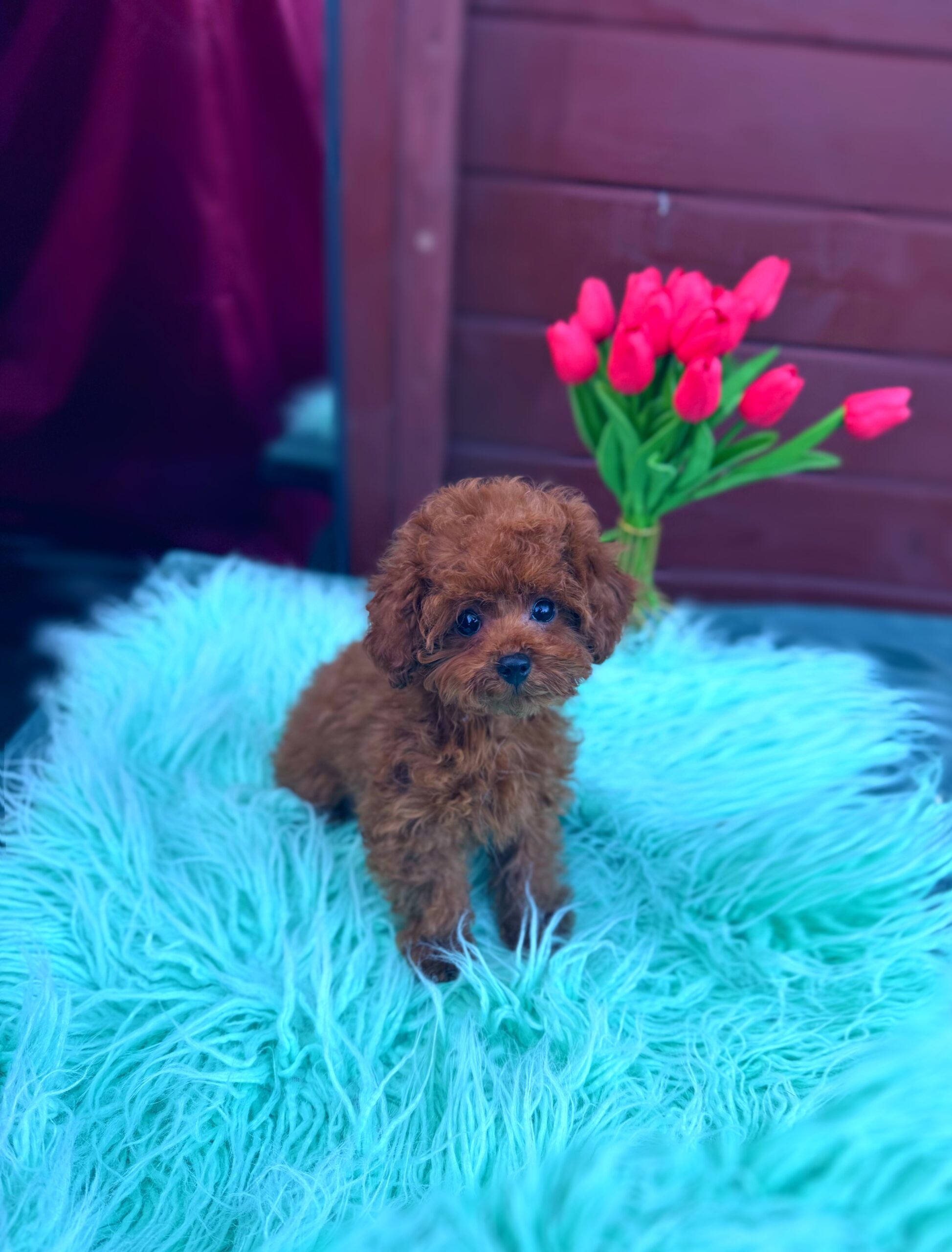 Яркий красавчик Рокки