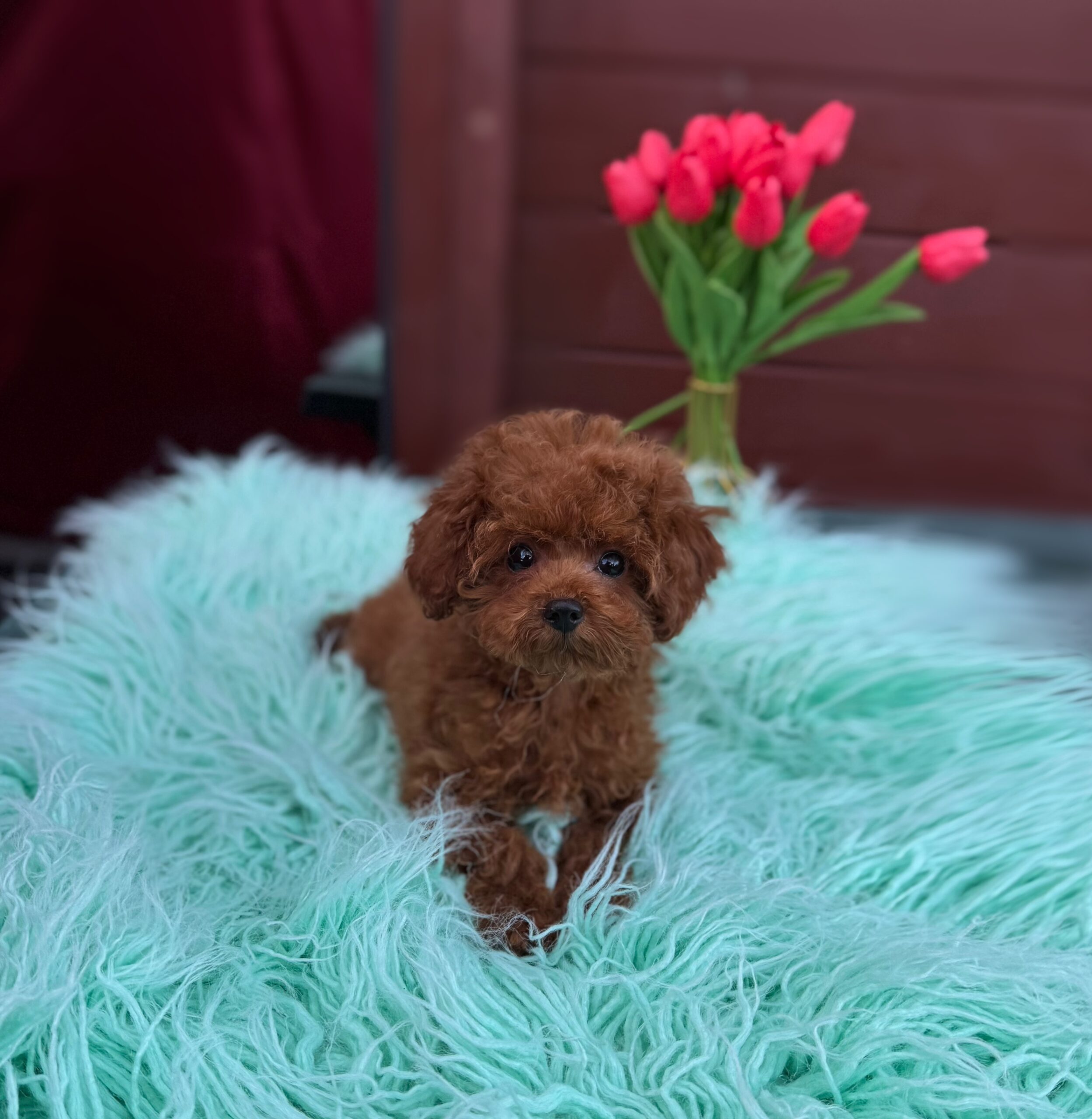 Яркий красавчик Рокки