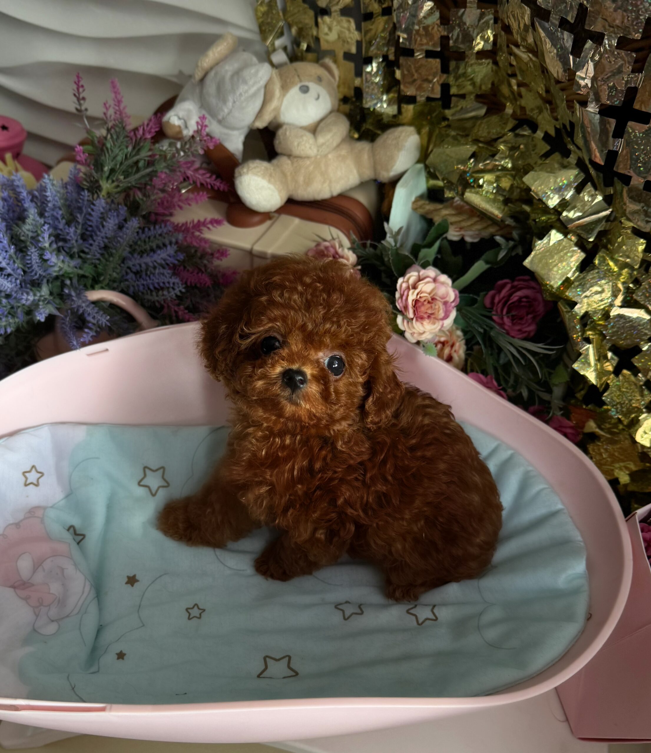 Огненный милашка Сью