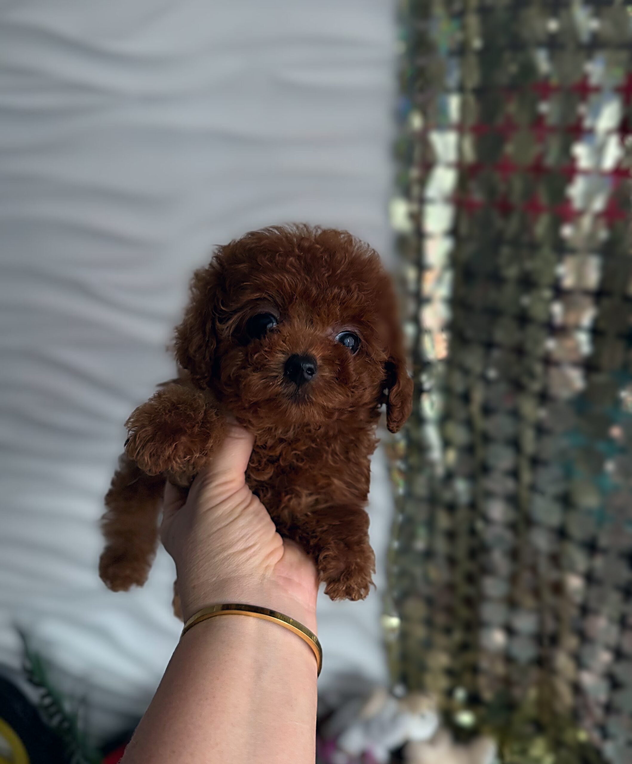 Огненный милашка Сью