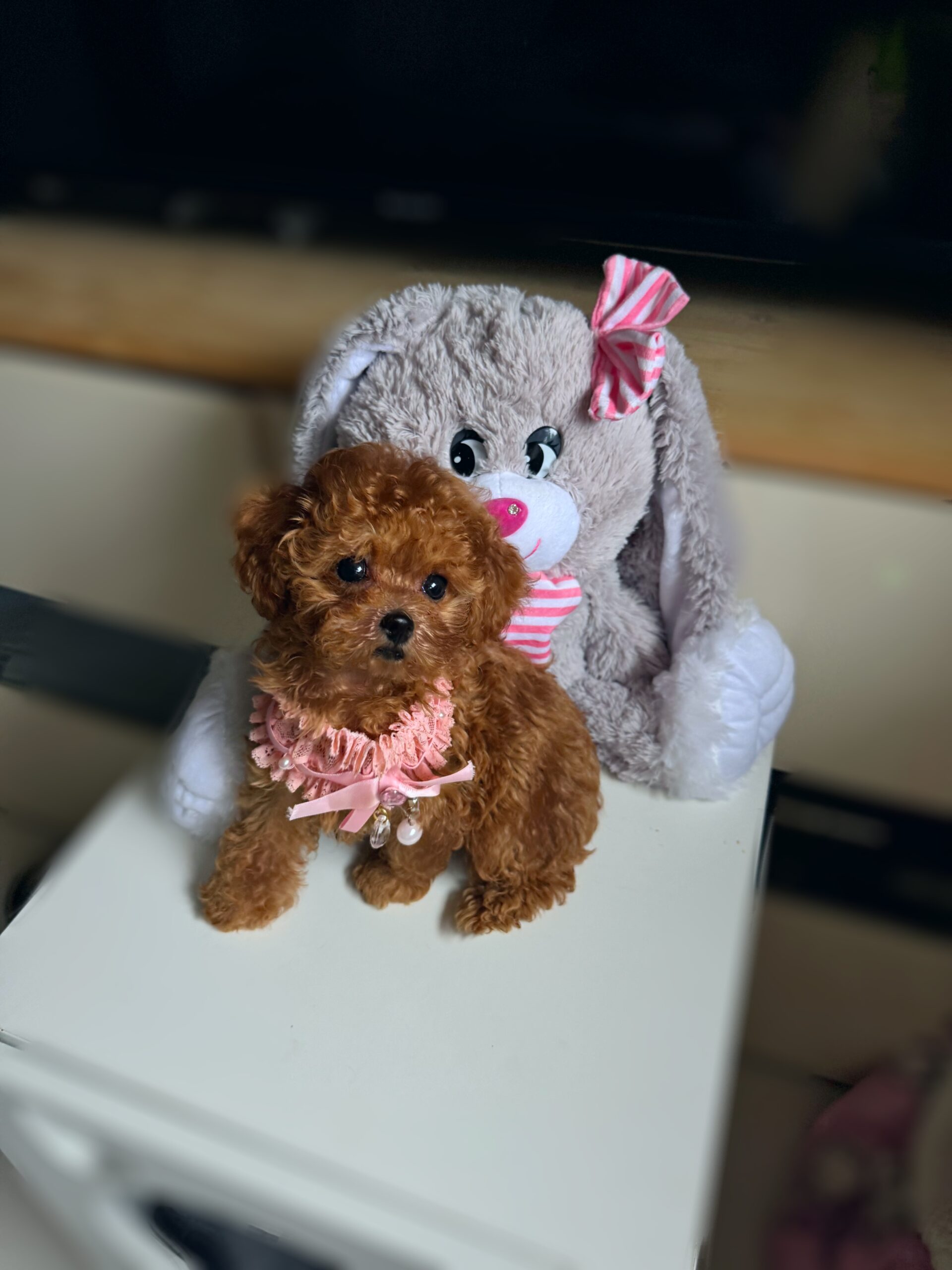 Кукольная красотка Синди