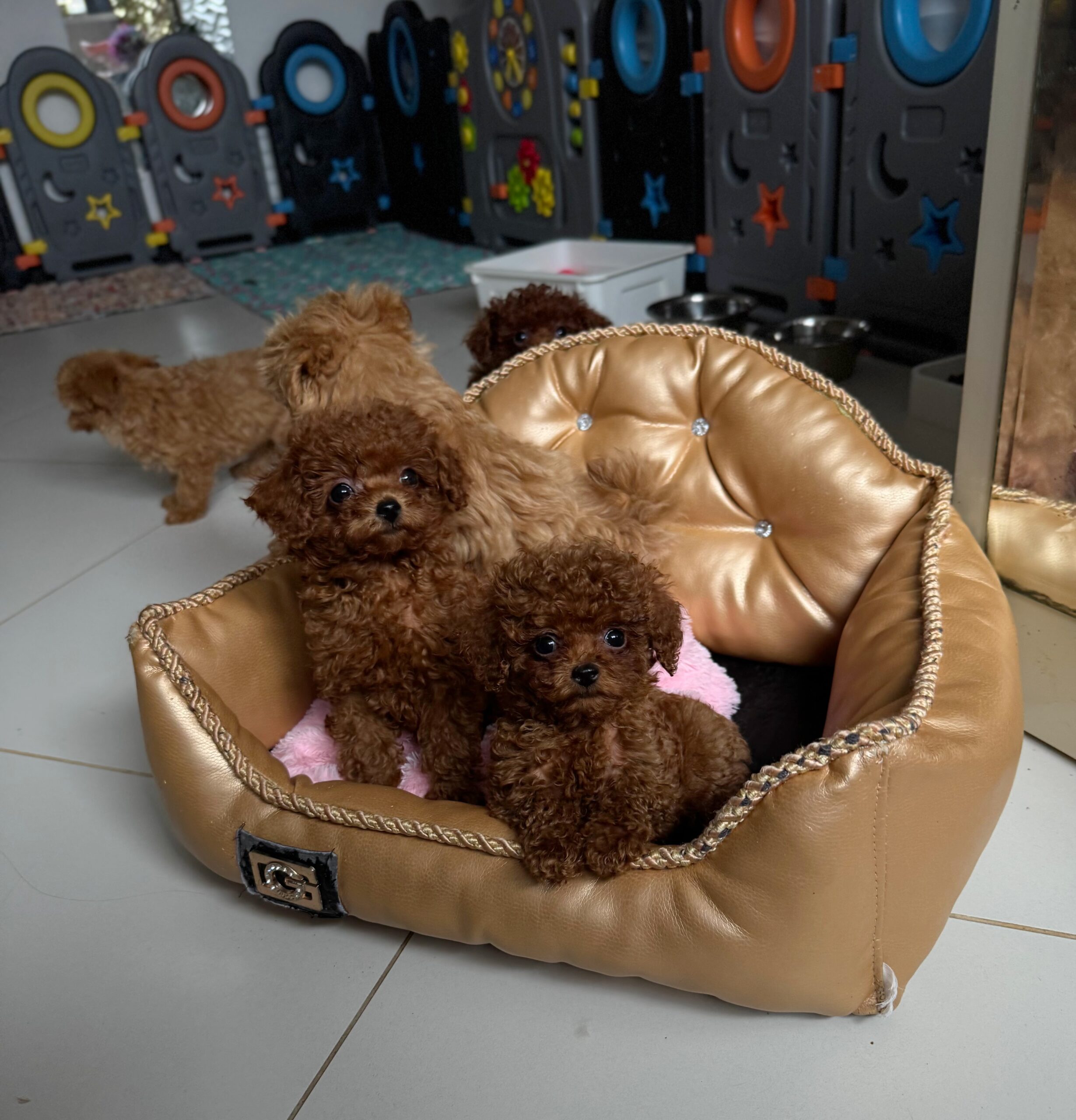 Бриллиант коллекции красавчик Санси