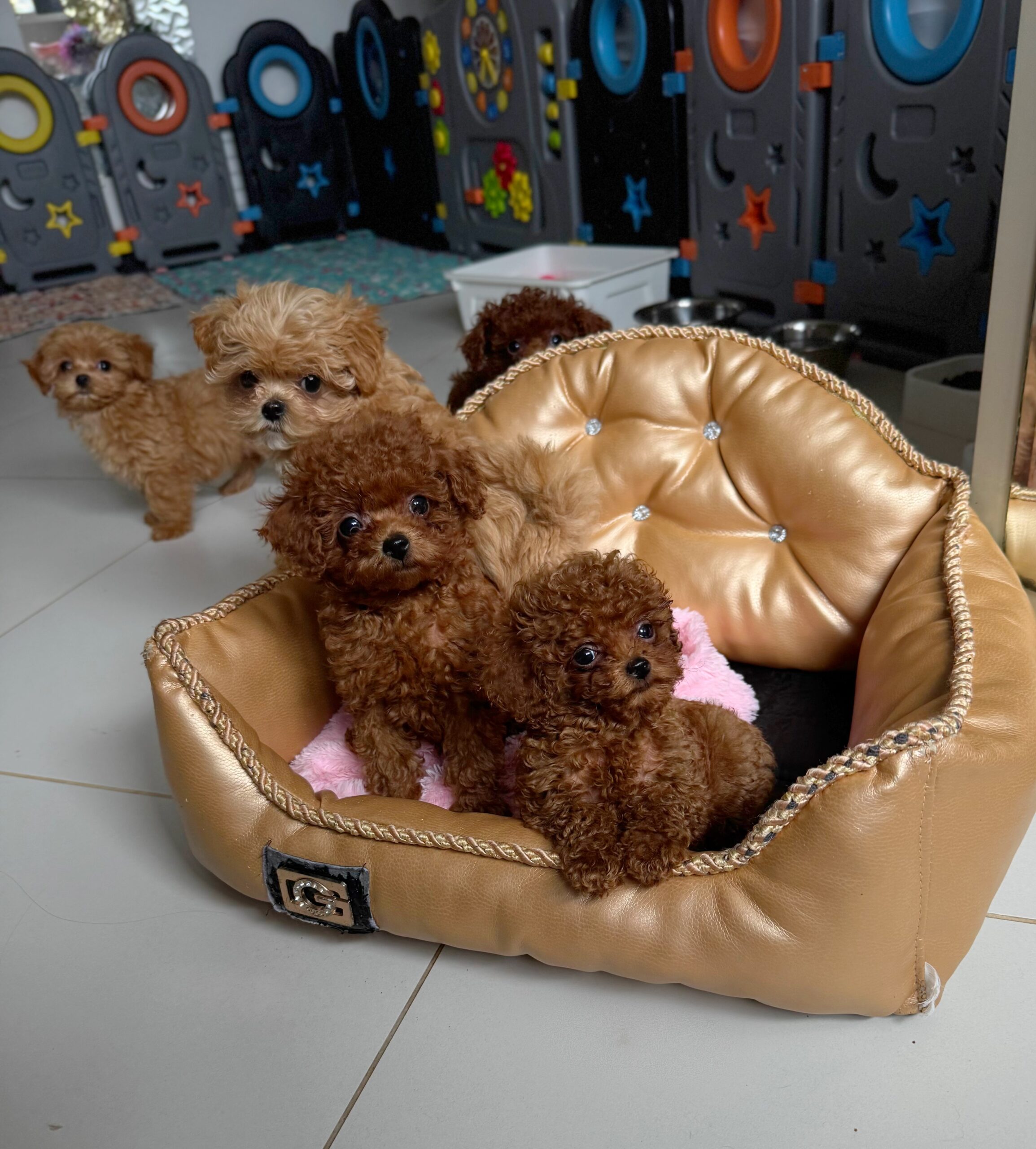 Бриллиант коллекции красавчик Санси