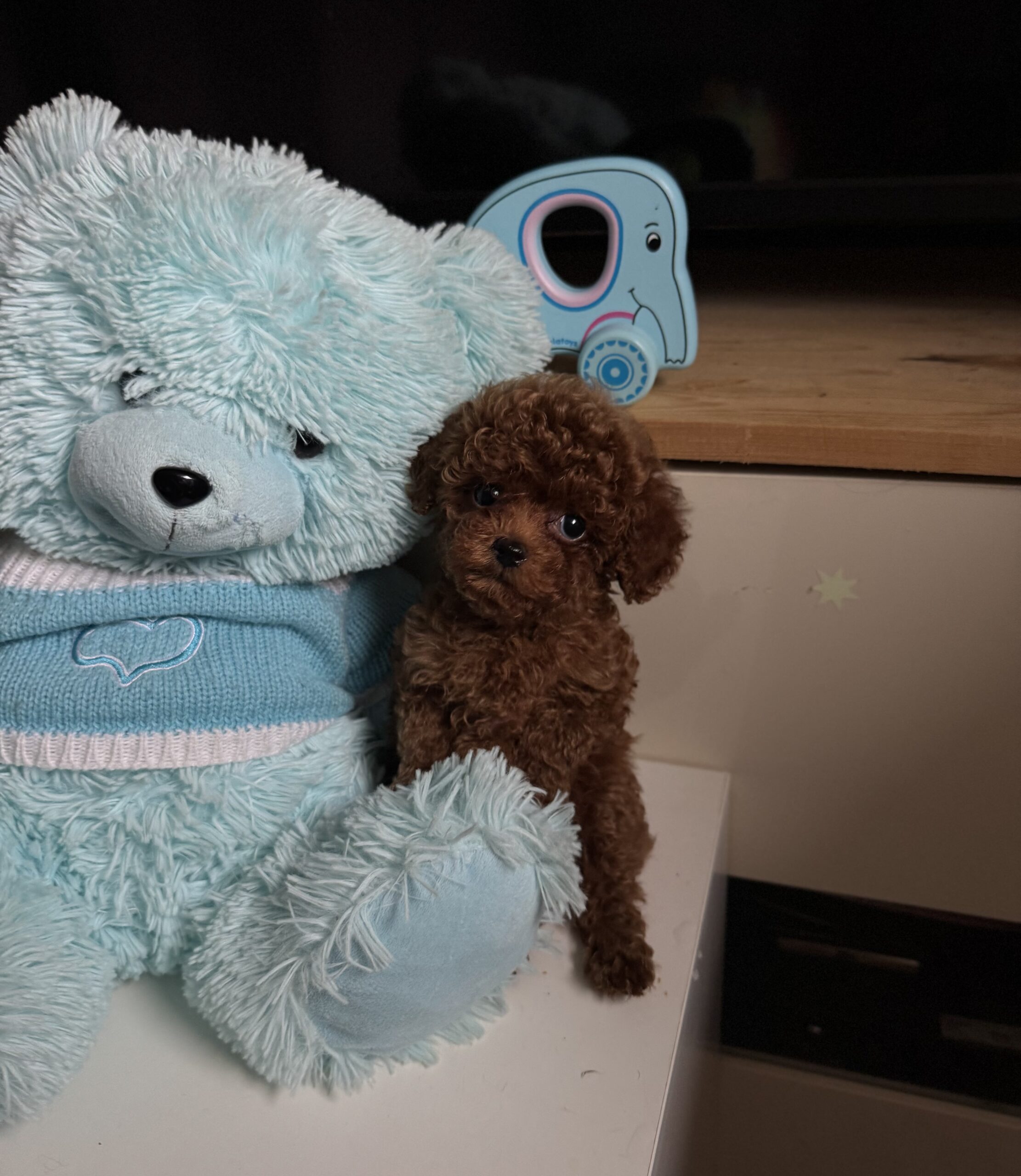 Бриллиант коллекции красавчик Санси