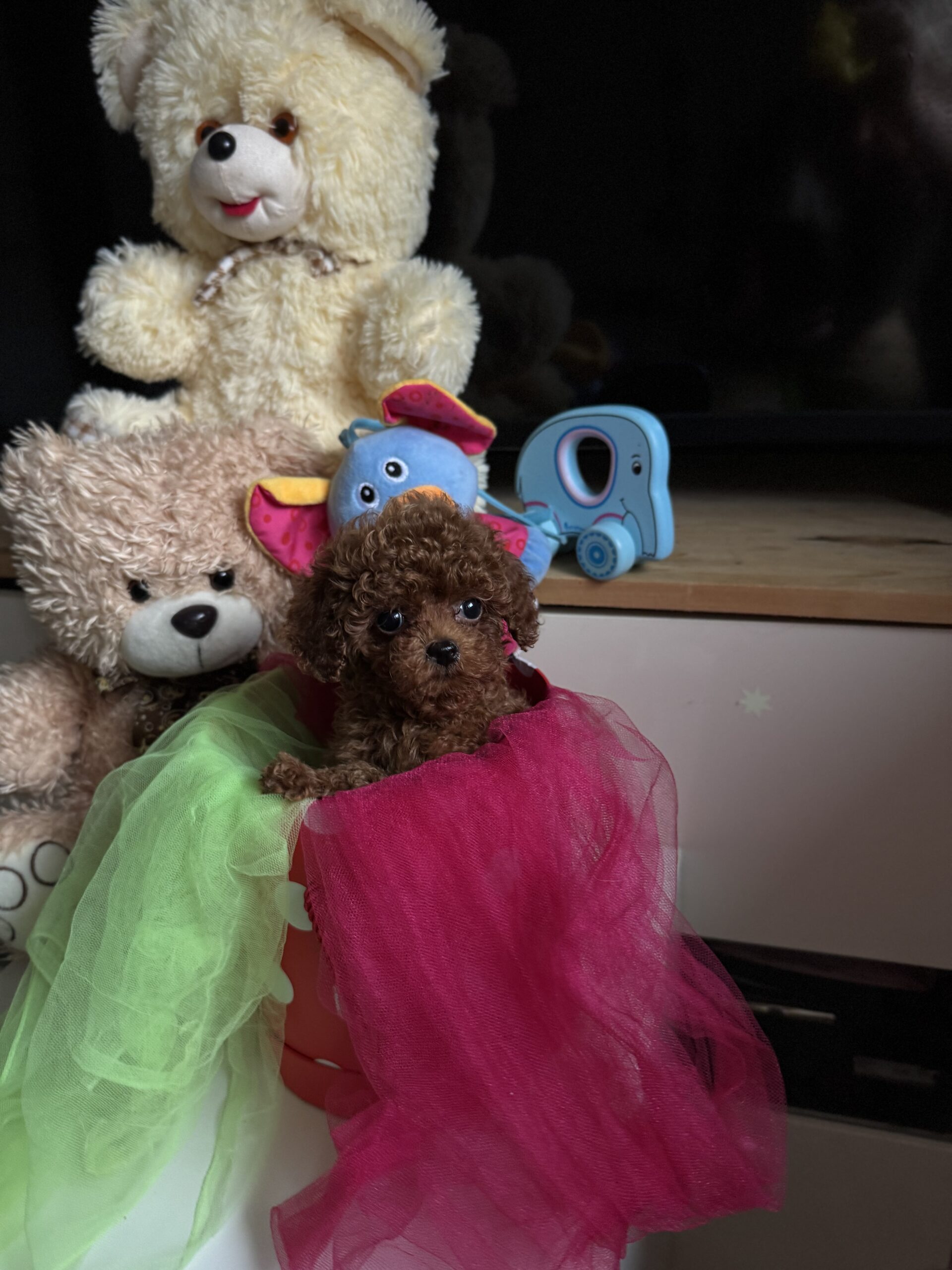 Бриллиант коллекции красавчик Санси