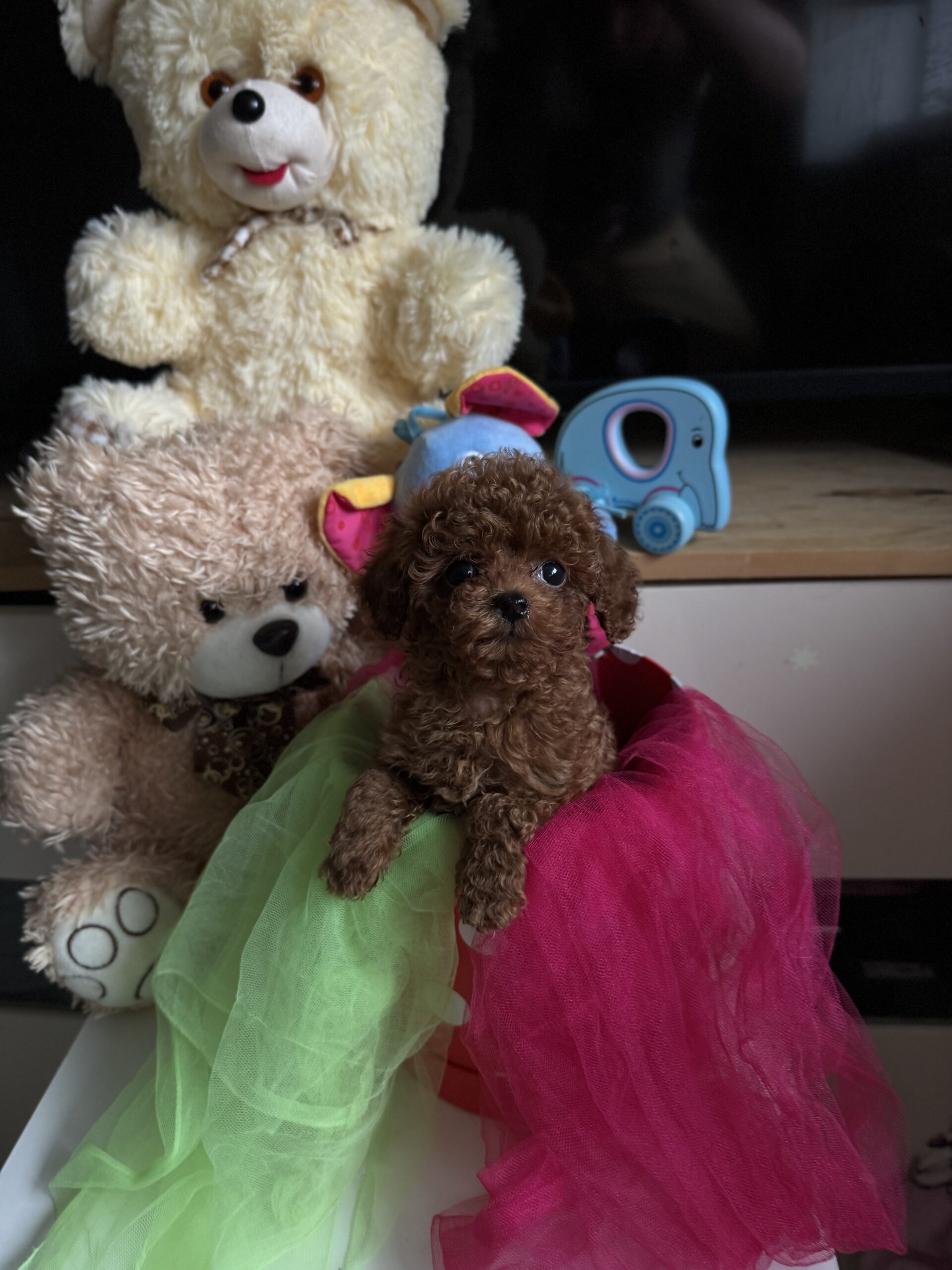 Бриллиант коллекции красавчик Санси