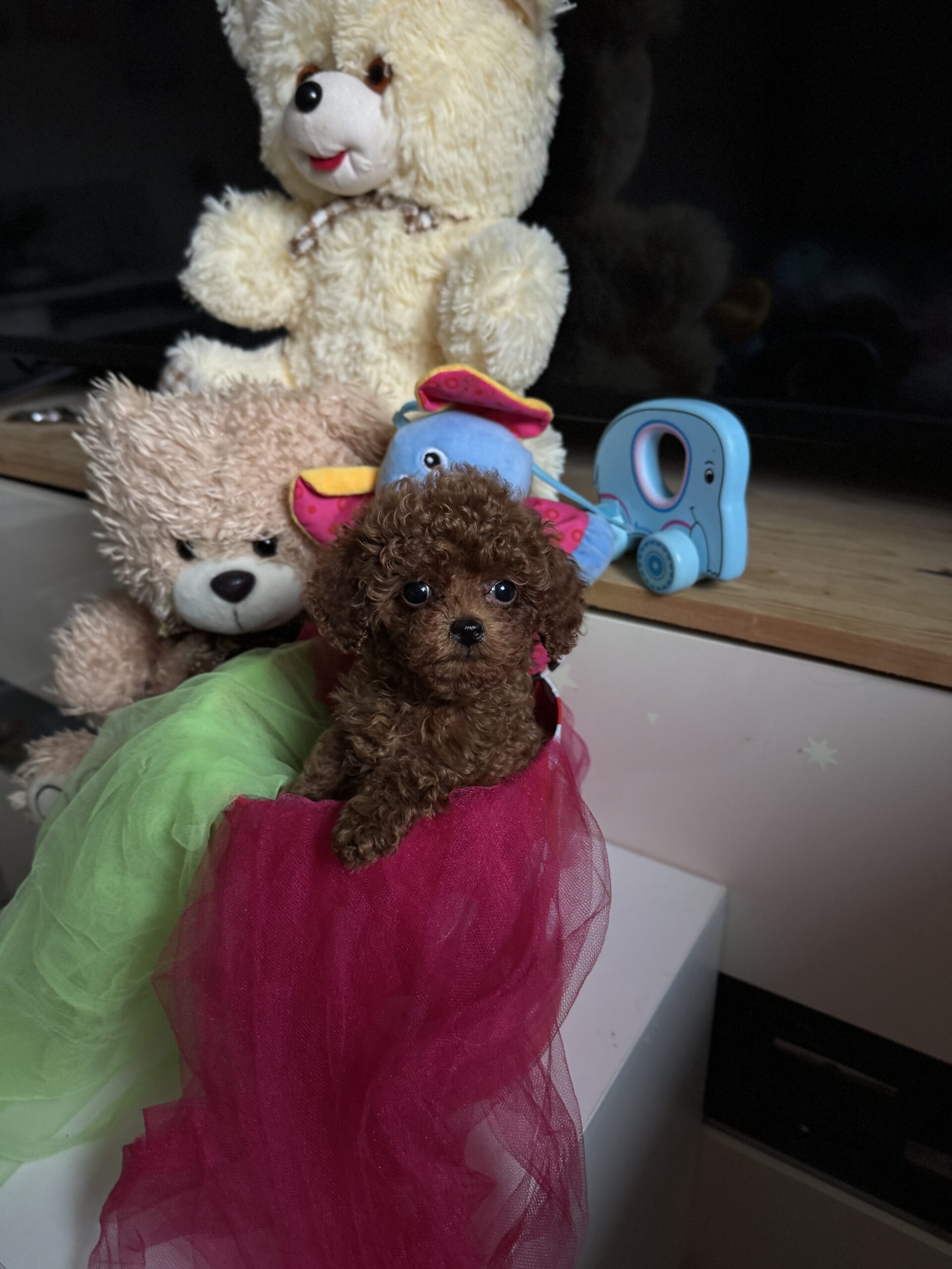 Бриллиант коллекции красавчик Санси