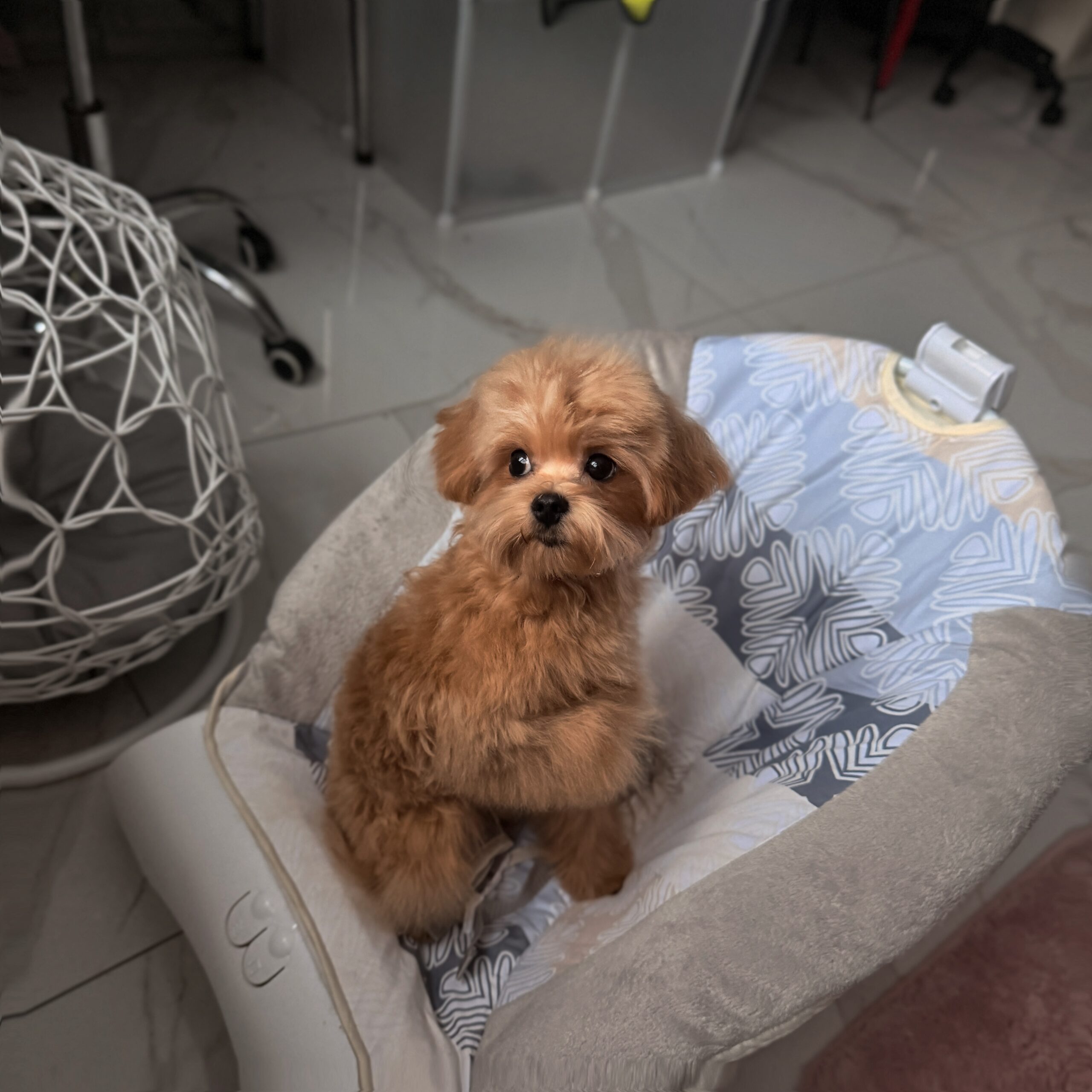 Целовашка малыш Падди