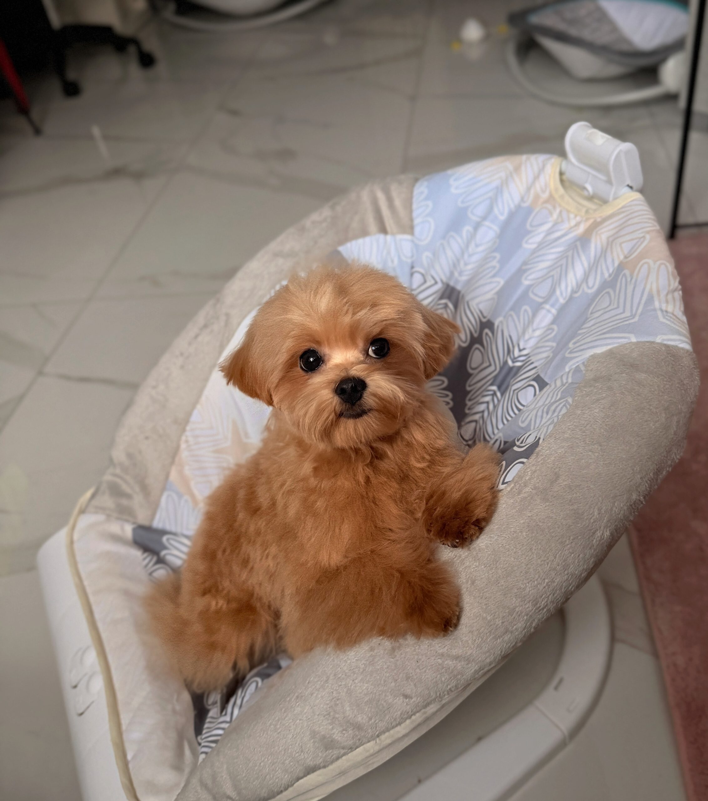 Целовашка малыш Падди