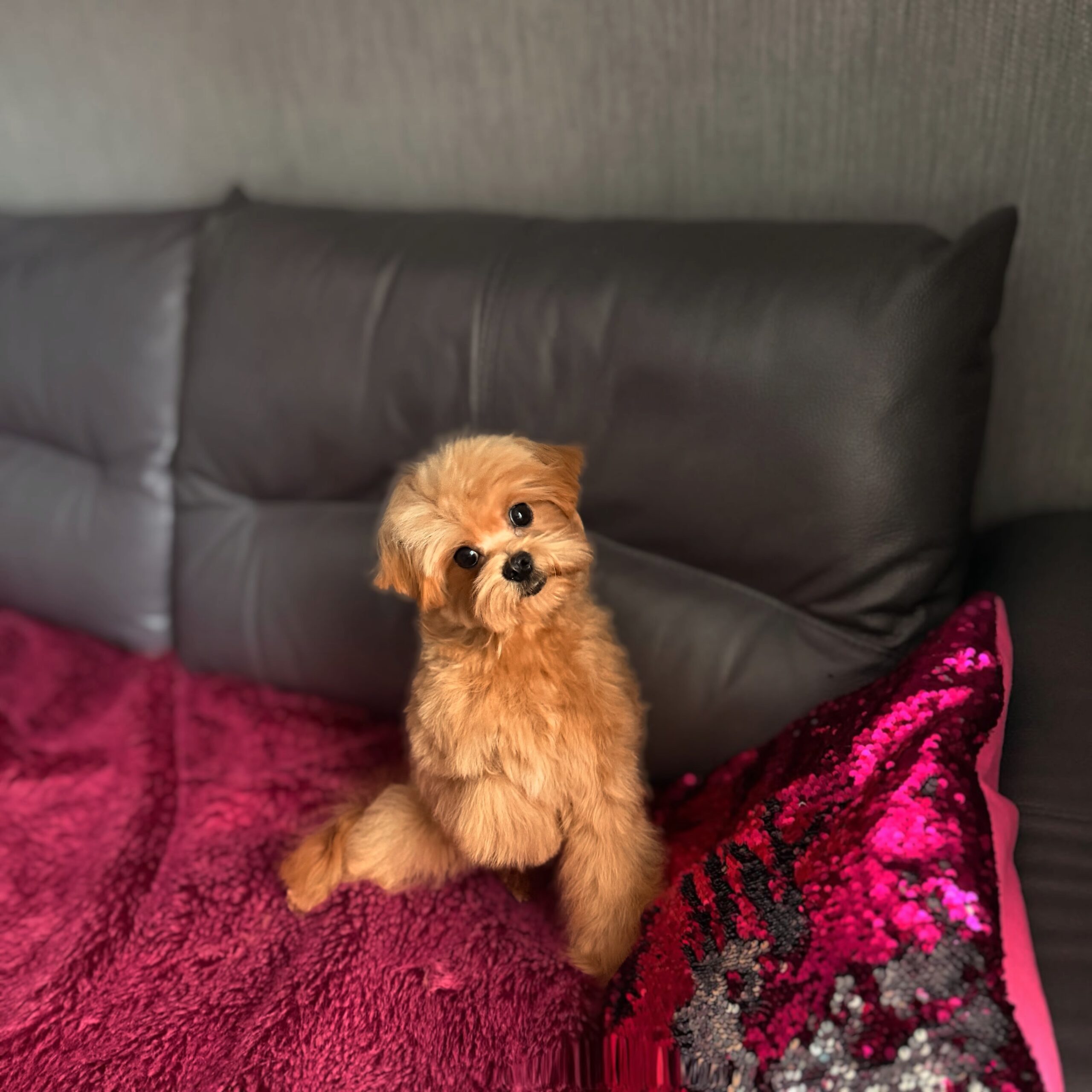 Целовашка малыш Падди