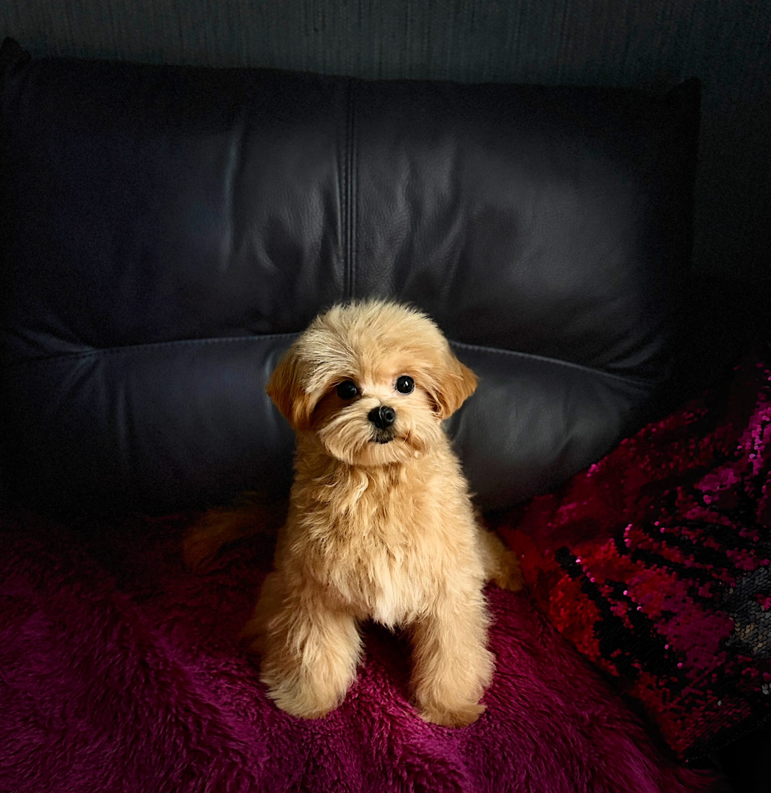 Целовашка малыш Падди