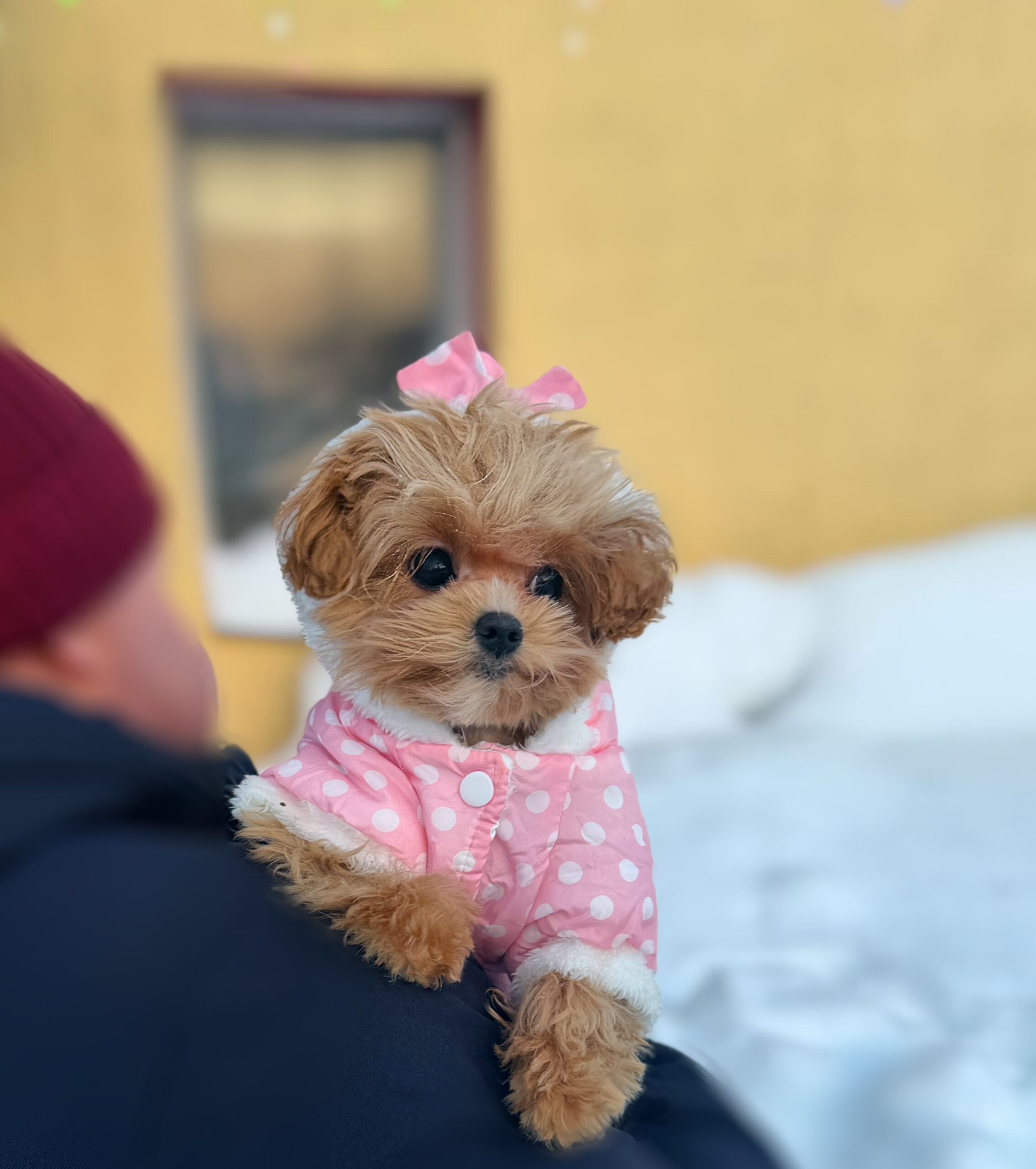 Лапушка крошка Оливия