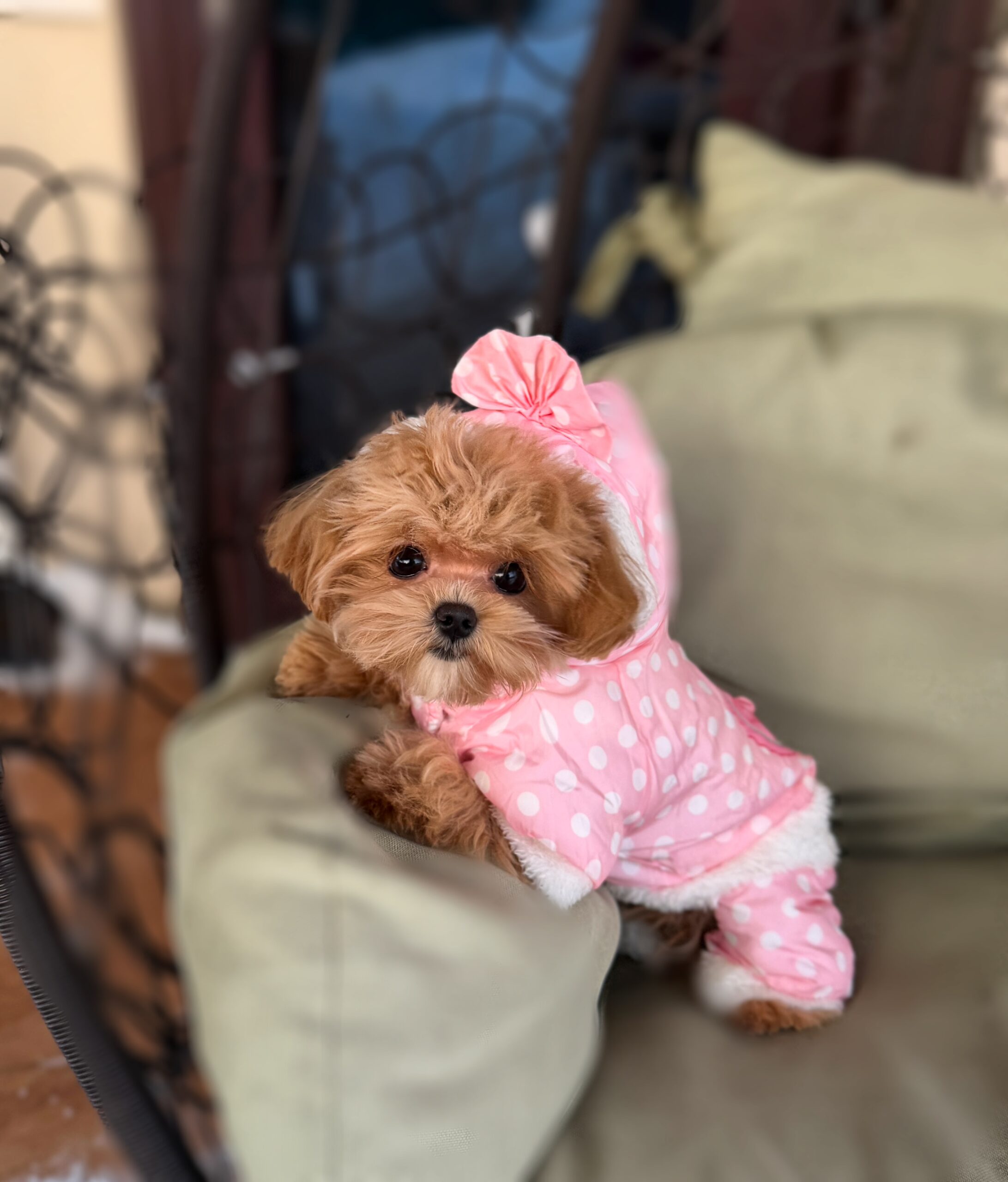 Лапушка крошка Оливия