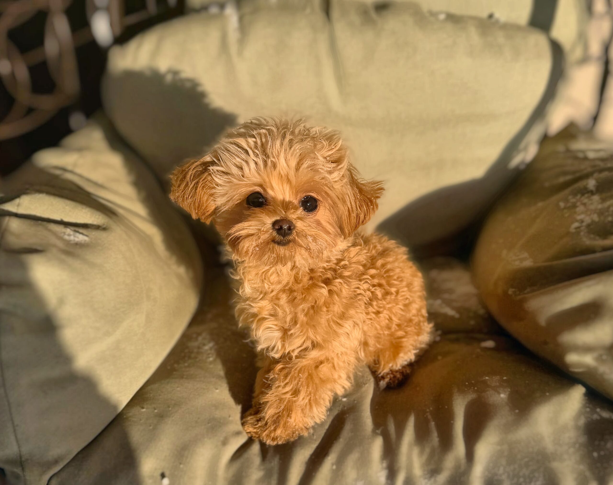 Плюшевая кудряшка Лили