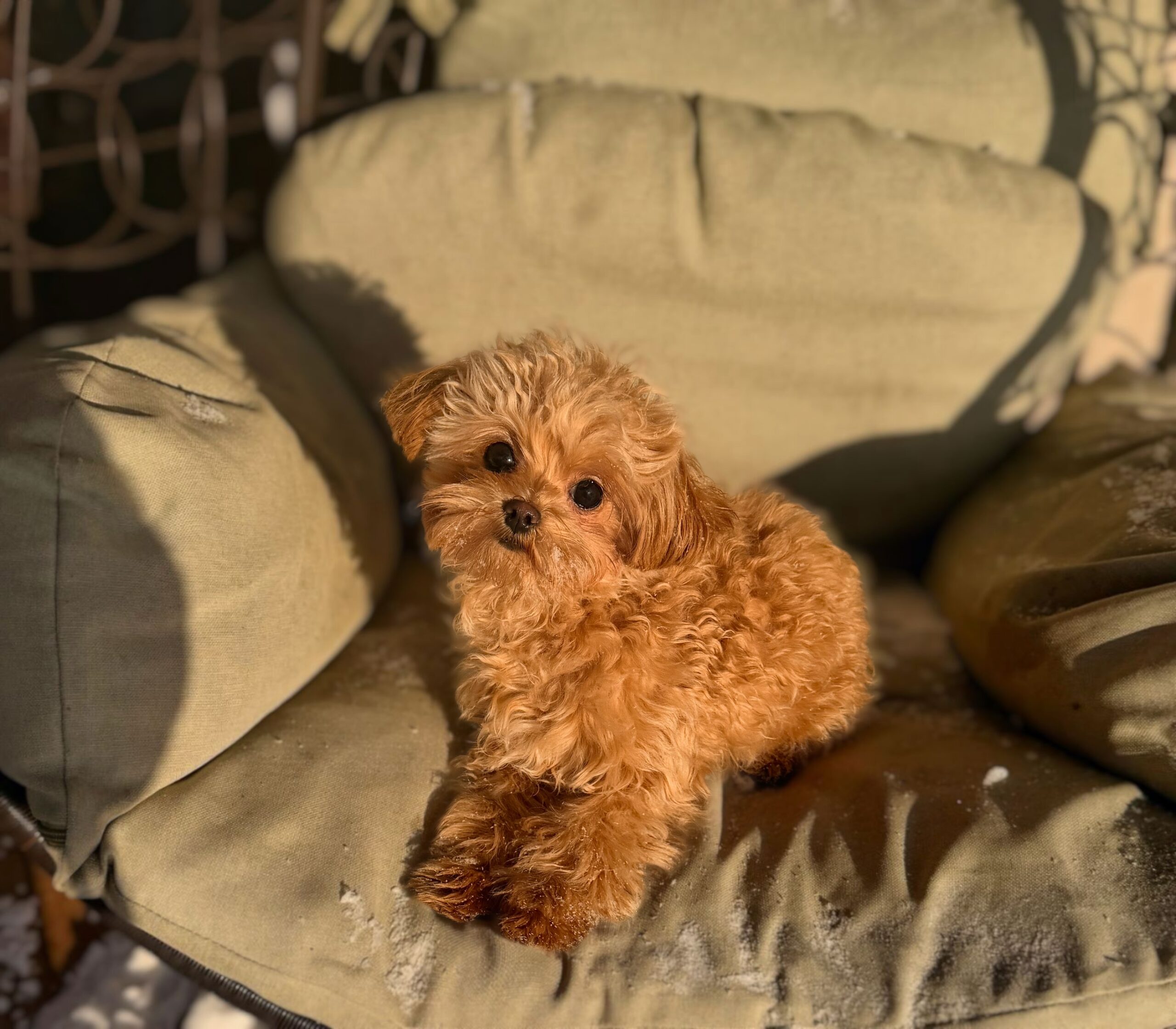 Плюшевая кудряшка Лили