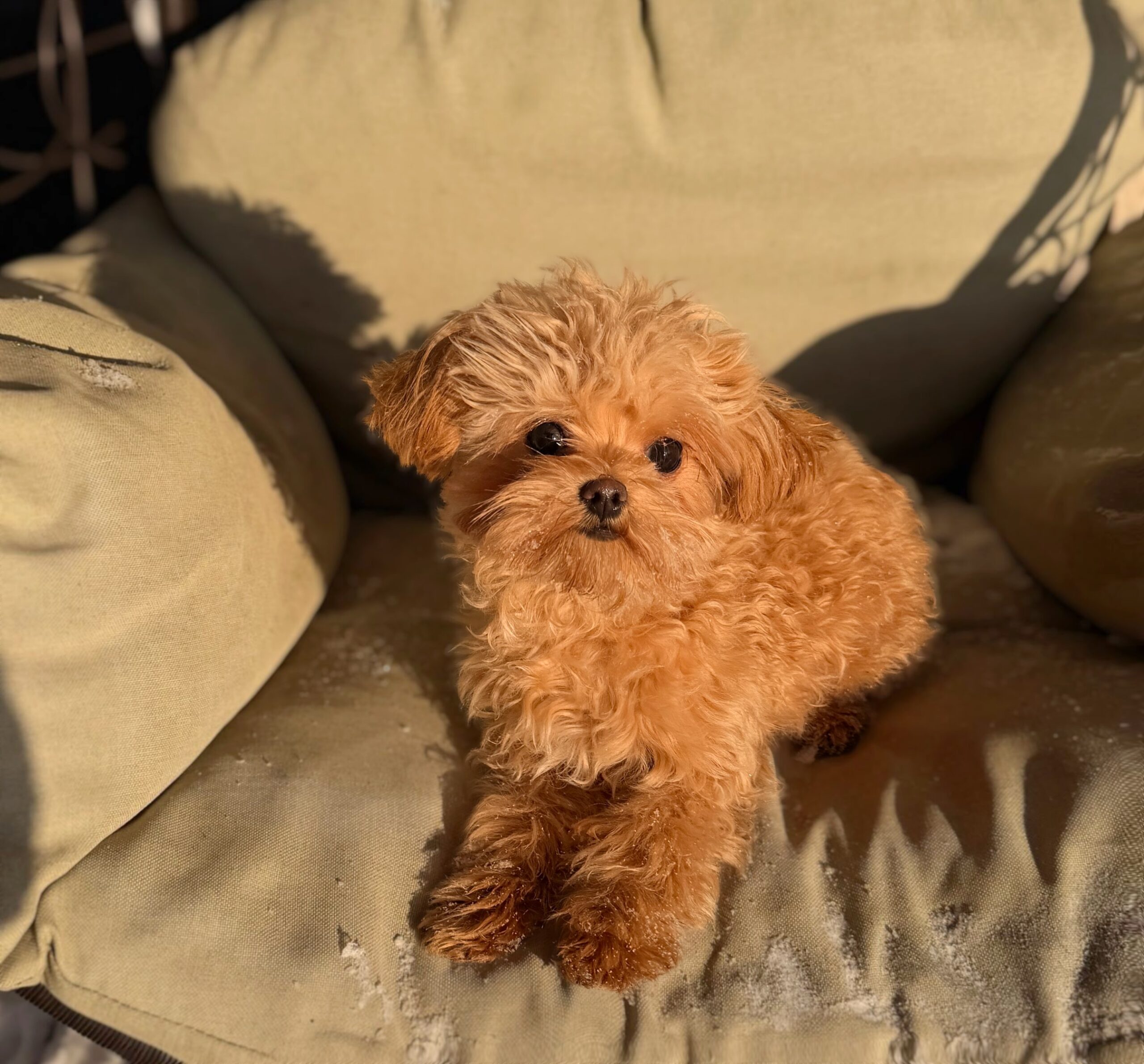 Плюшевая кудряшка Лили