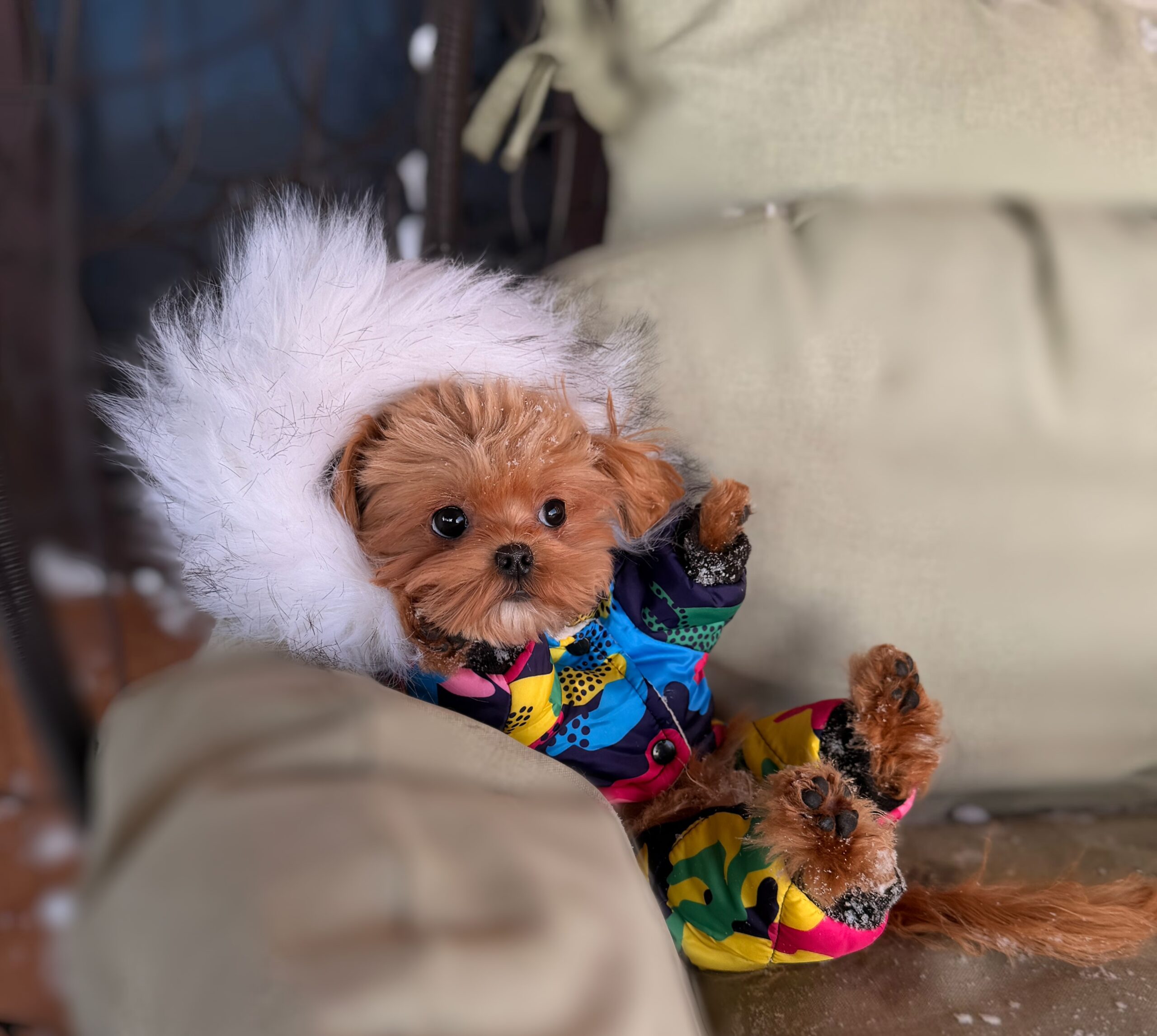 Мультяшный красавчик Симон