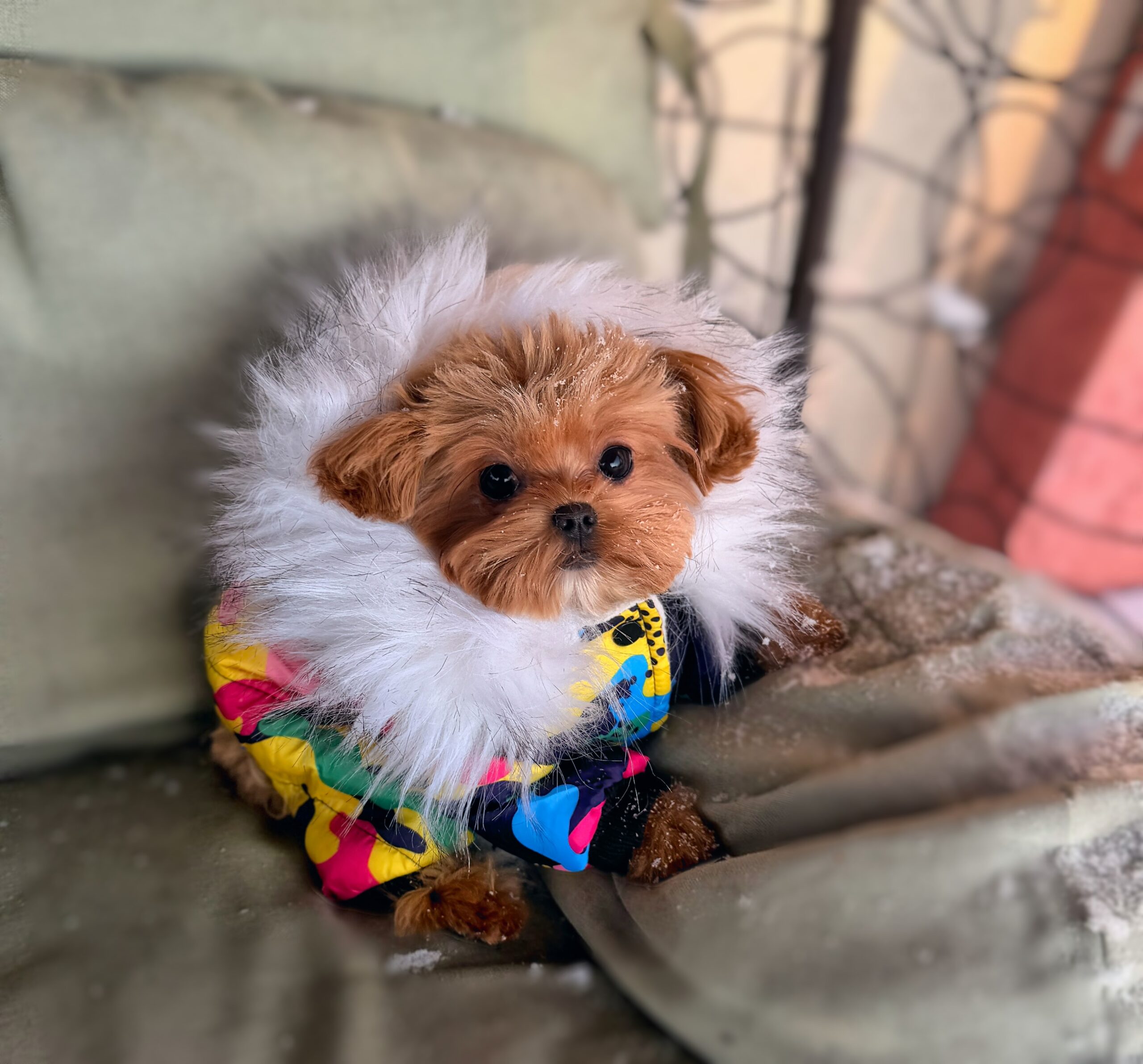 Мультяшный красавчик Симон