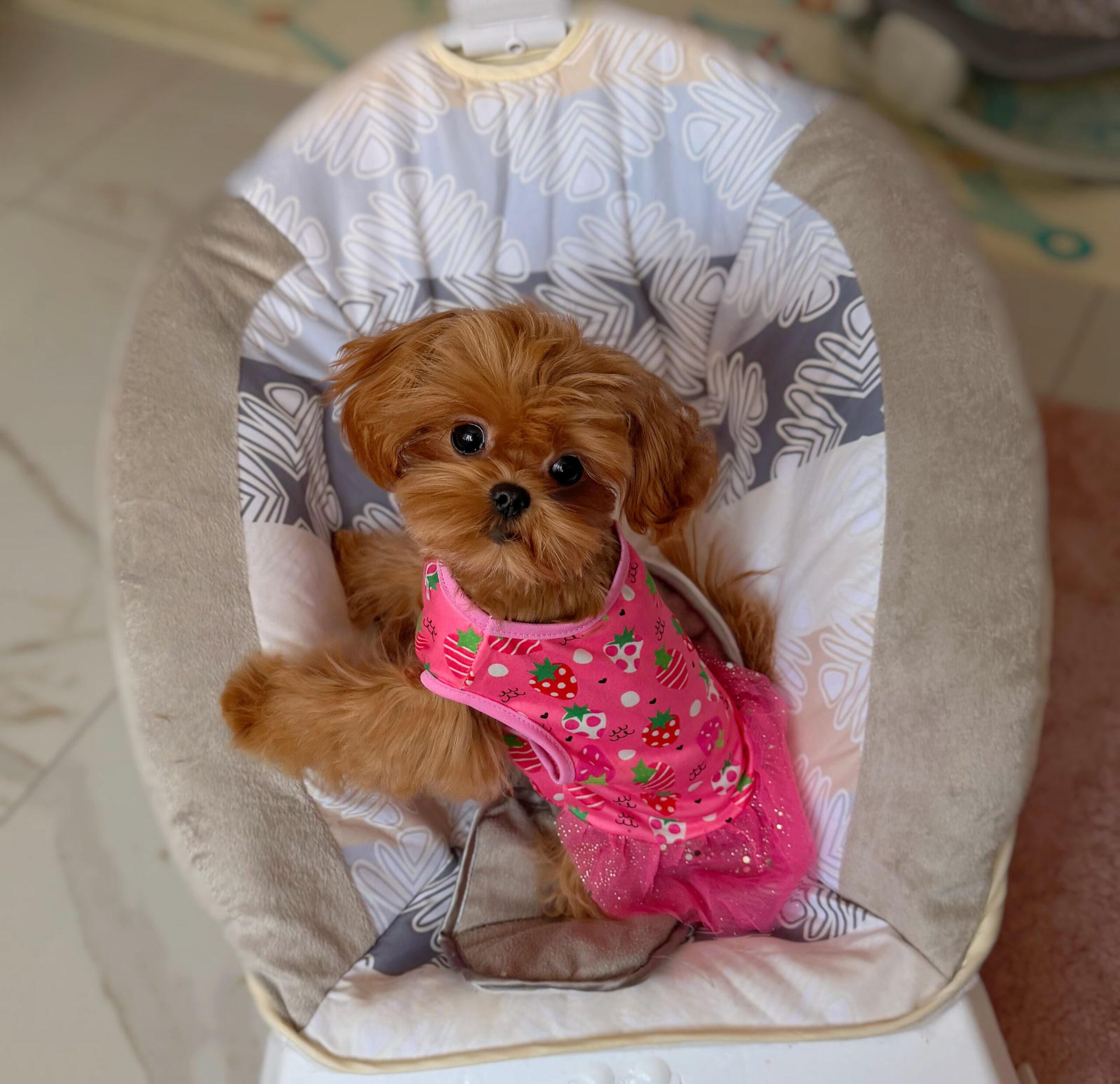 Сладкая шоколадка Холли