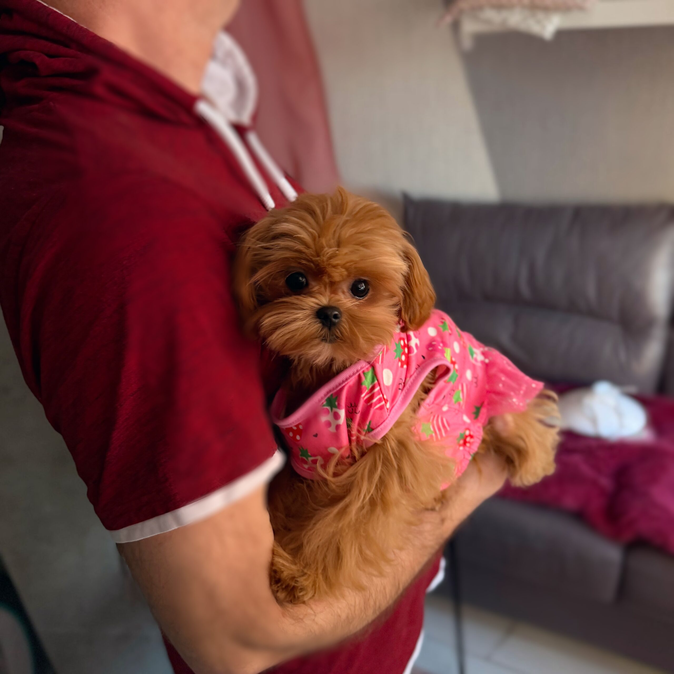 Сладкая шоколадка Холли