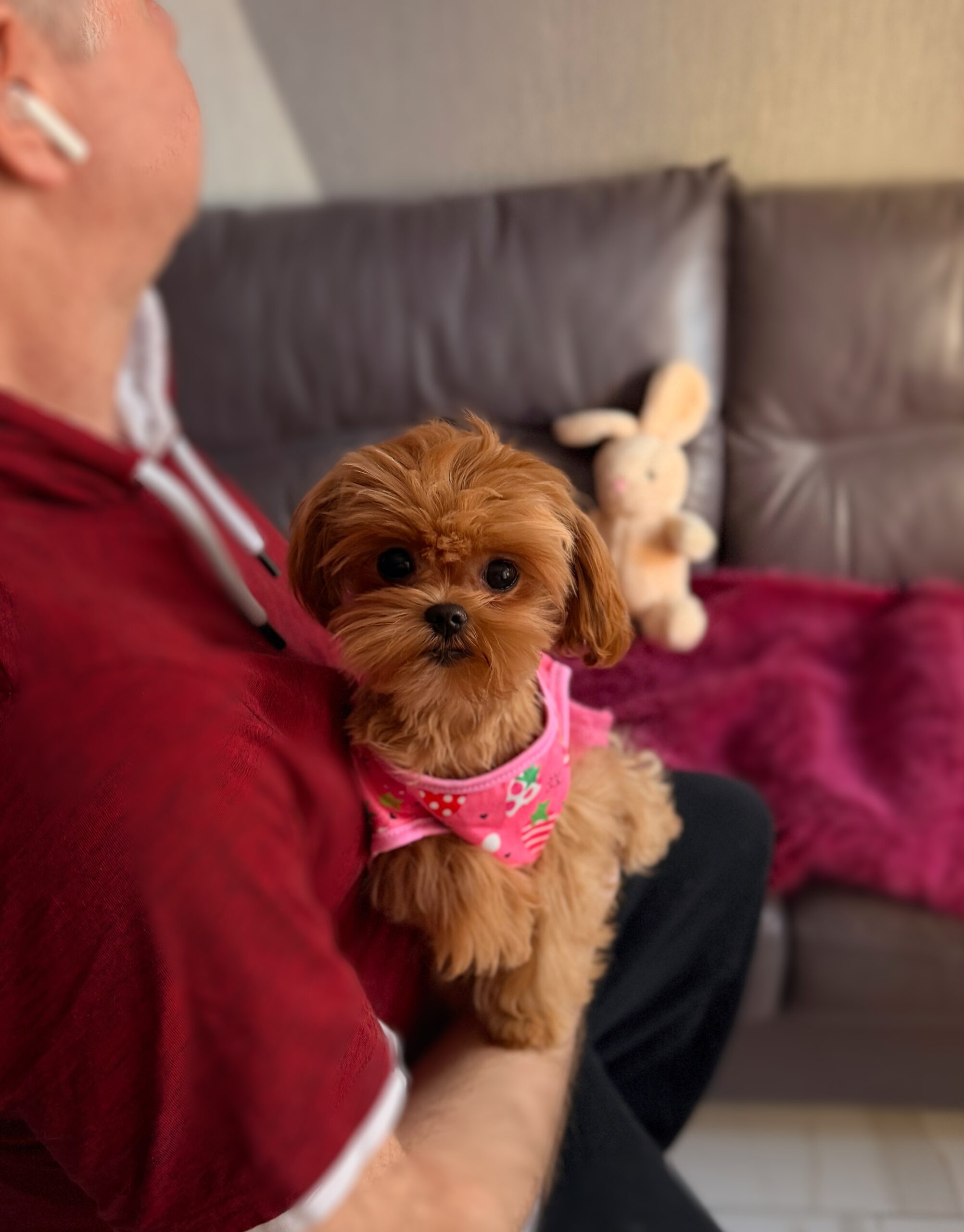 Сладкая шоколадка Холли