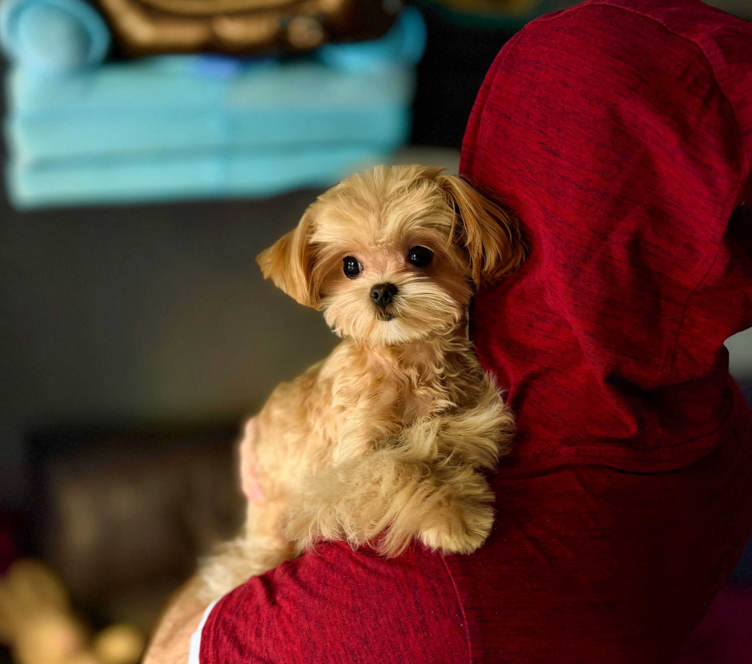 Сладкая зефирка Диор