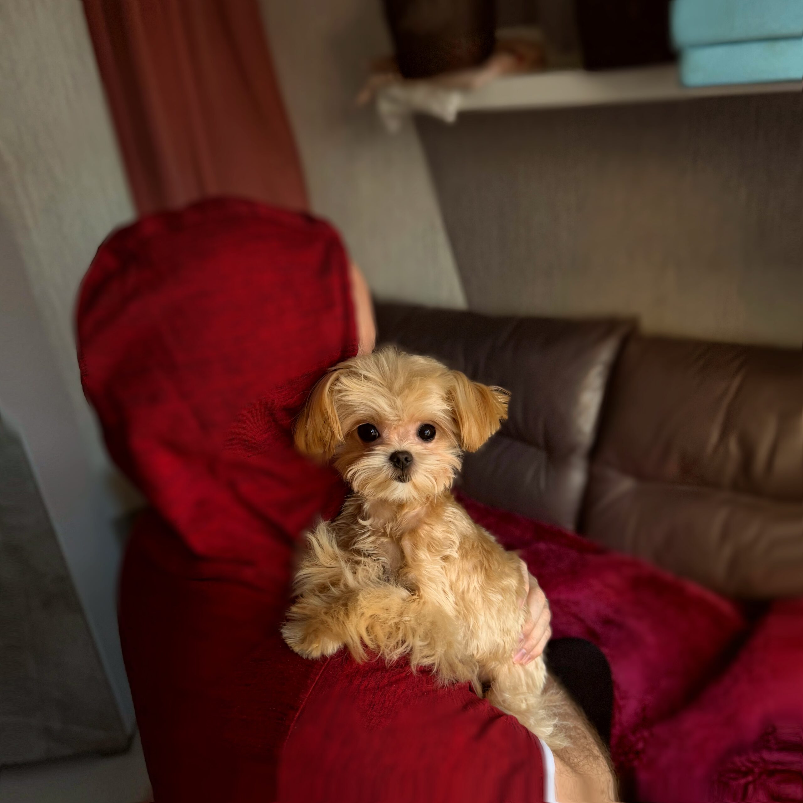 Сладкая зефирка Диор