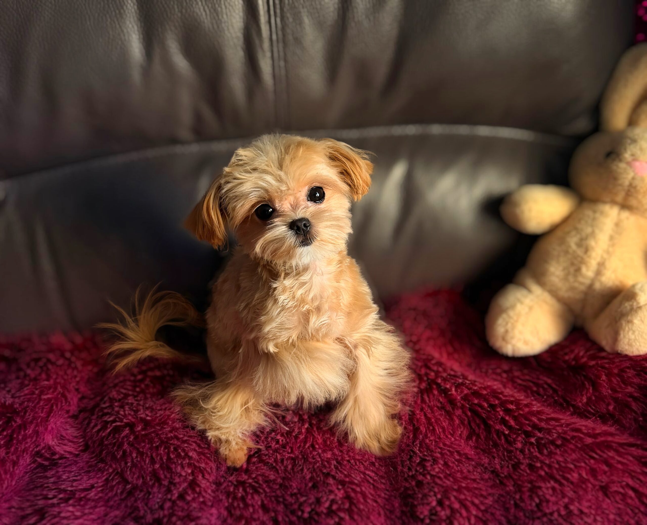 Сладкая зефирка Диор