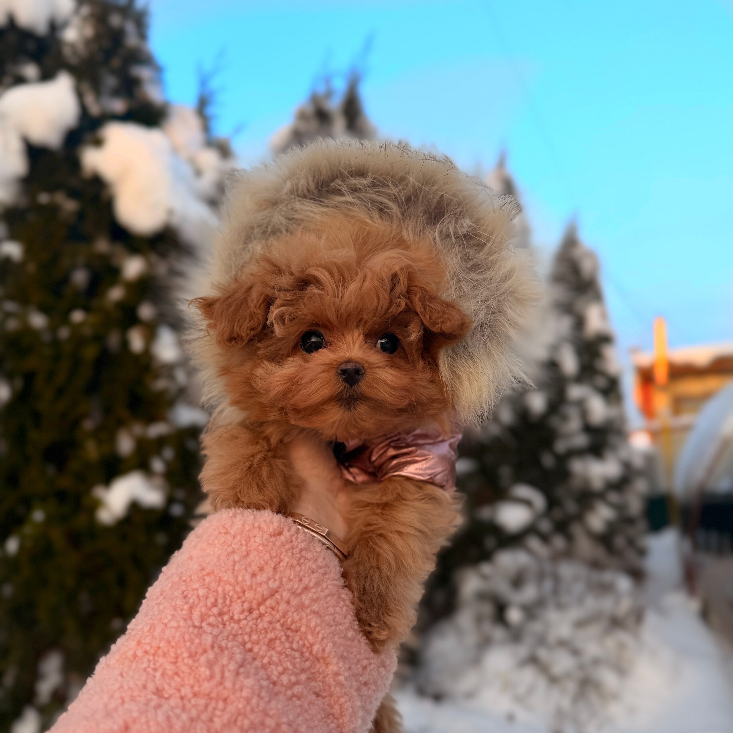 Плюшевая красотка Нори