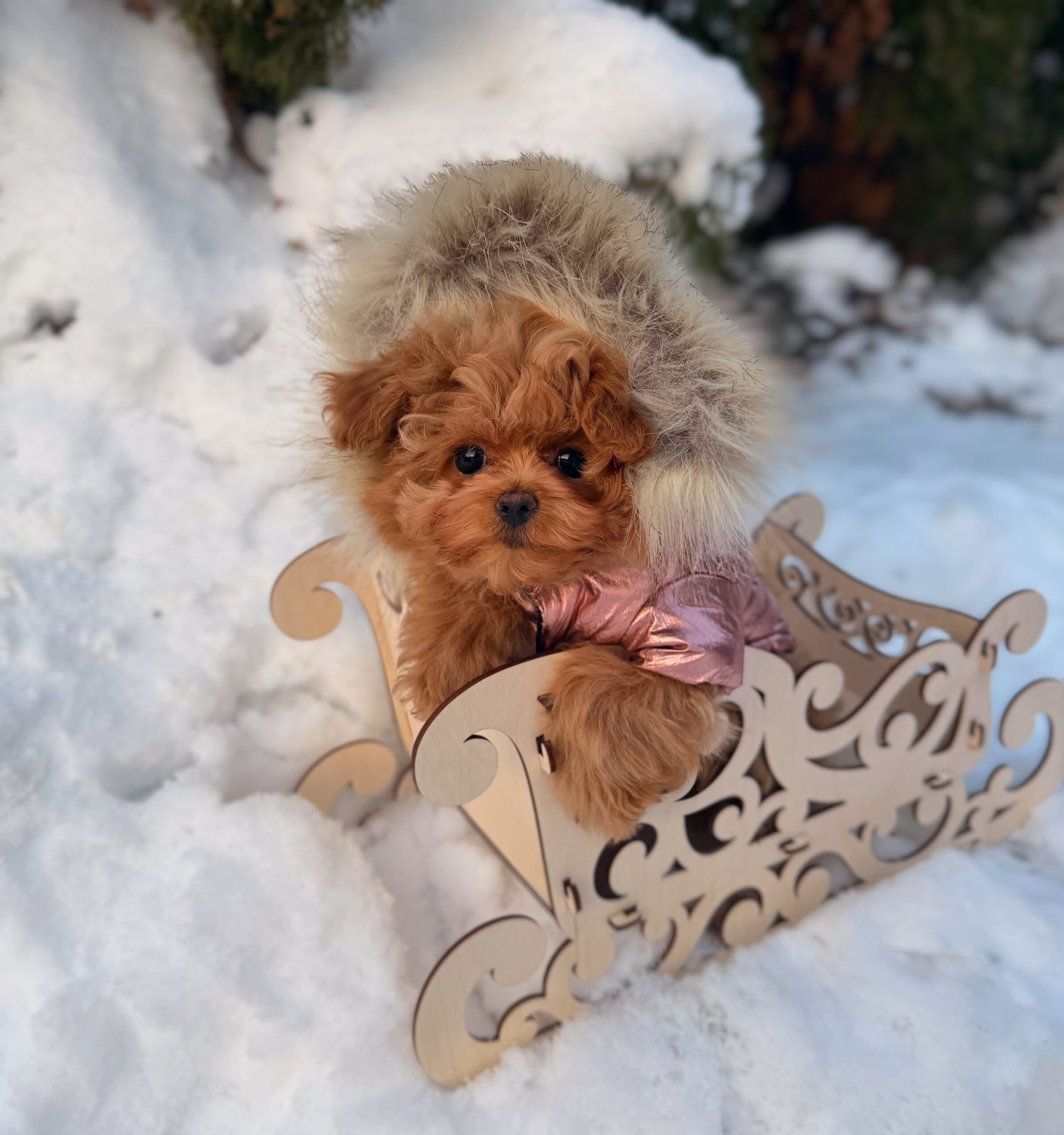 Плюшевая красотка Нори