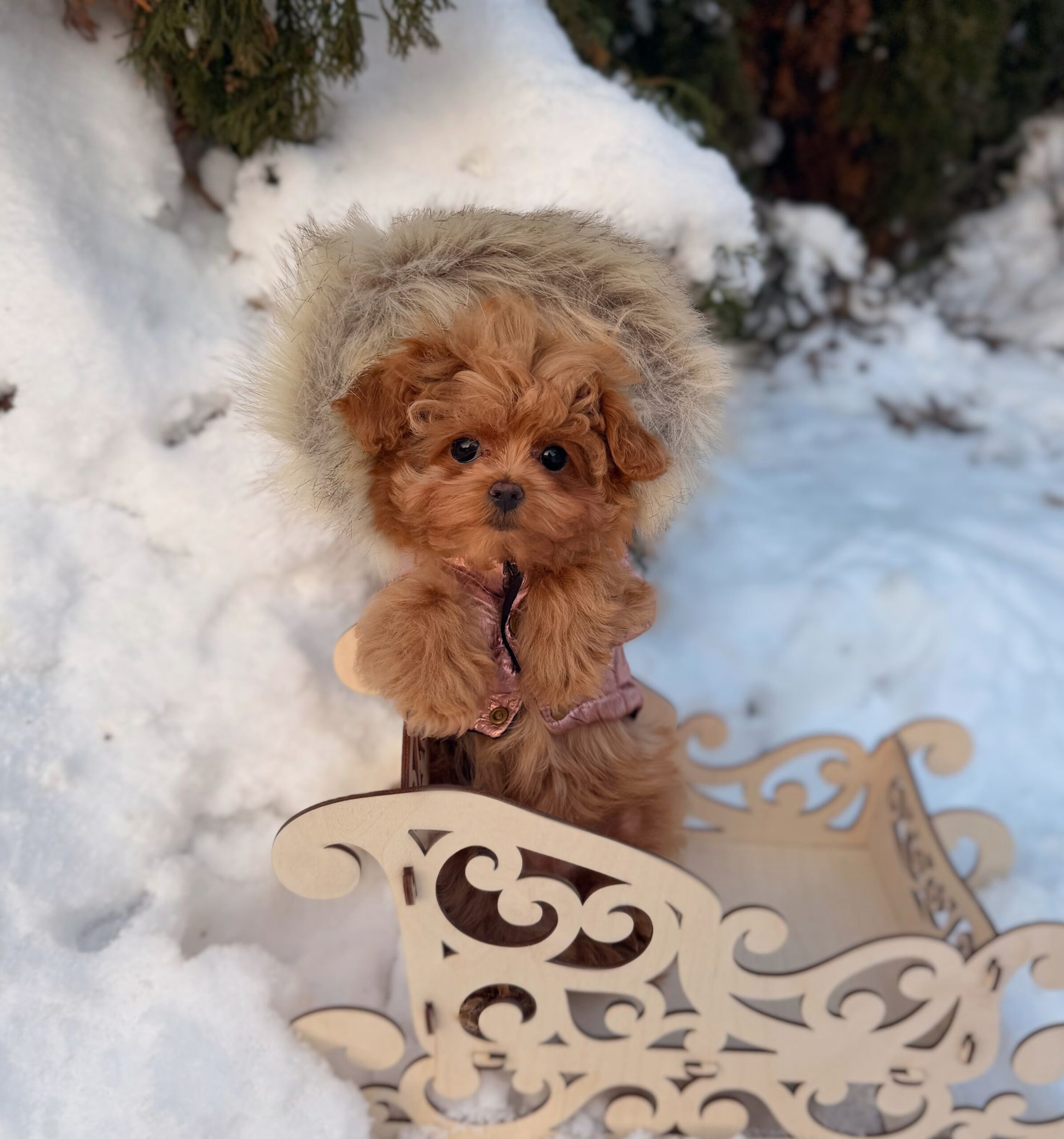 Плюшевая красотка Нори