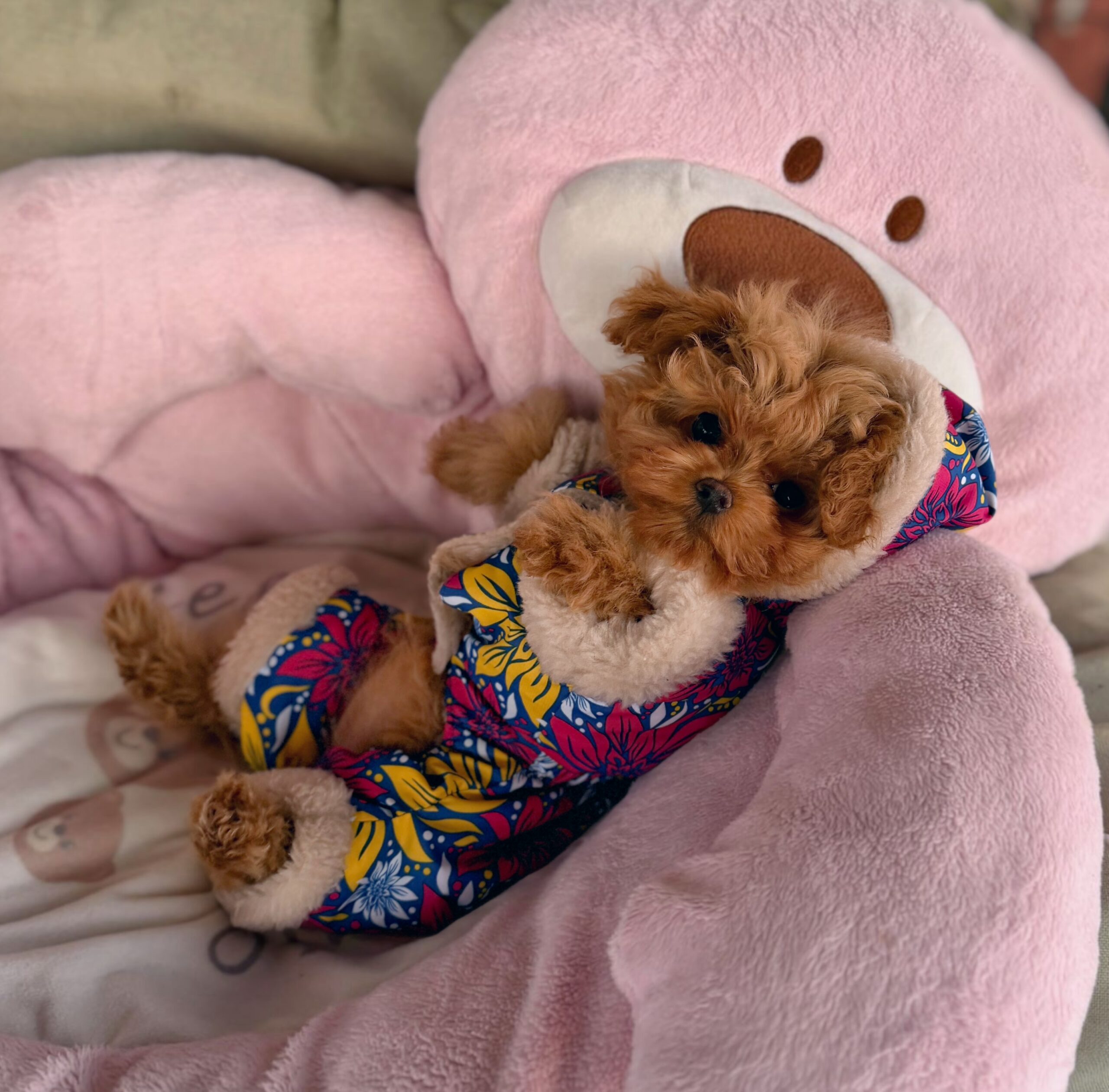 Плюшевая красотка Нори