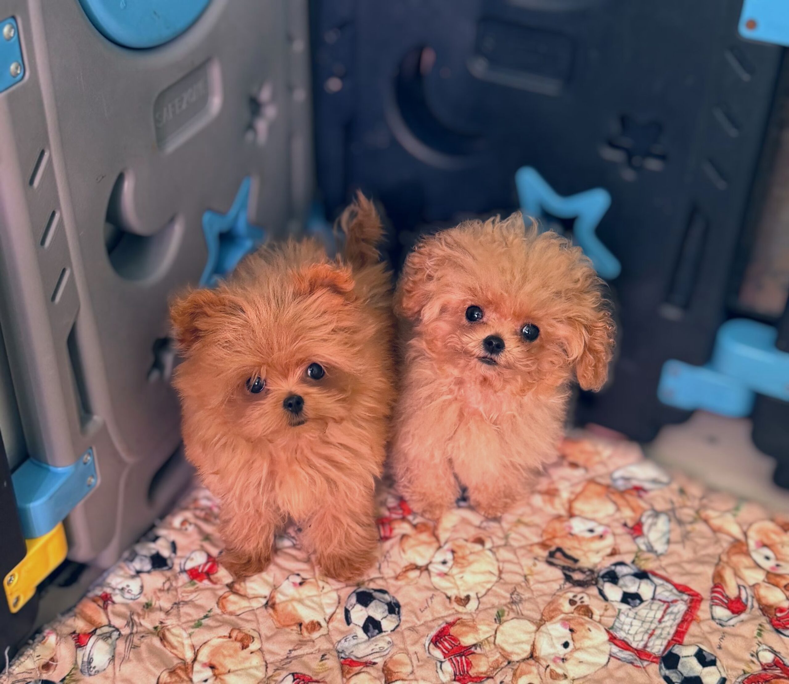 Кудрявая нежность микро красотка Ванесса