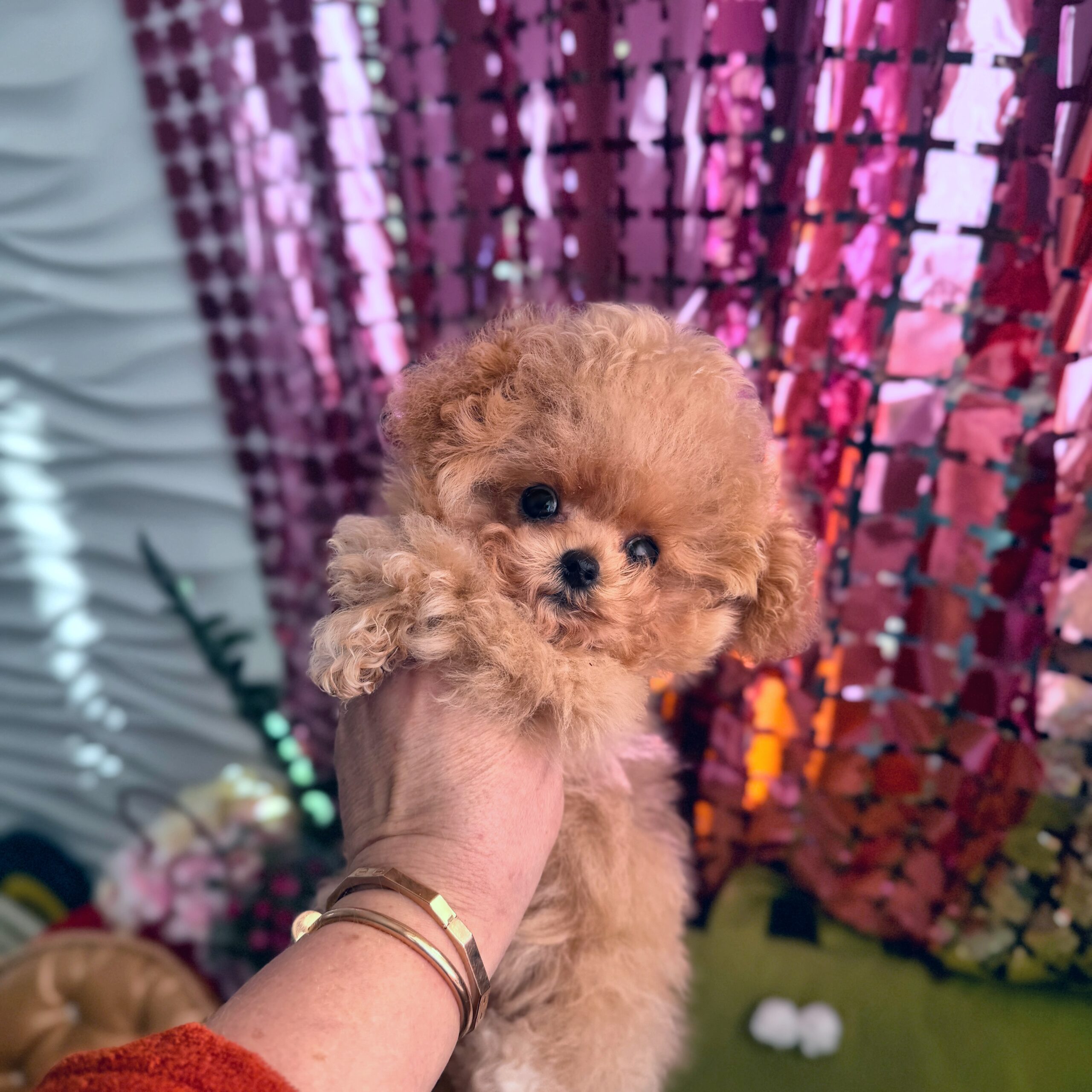 Кудрявая нежность микро красотка Ванесса