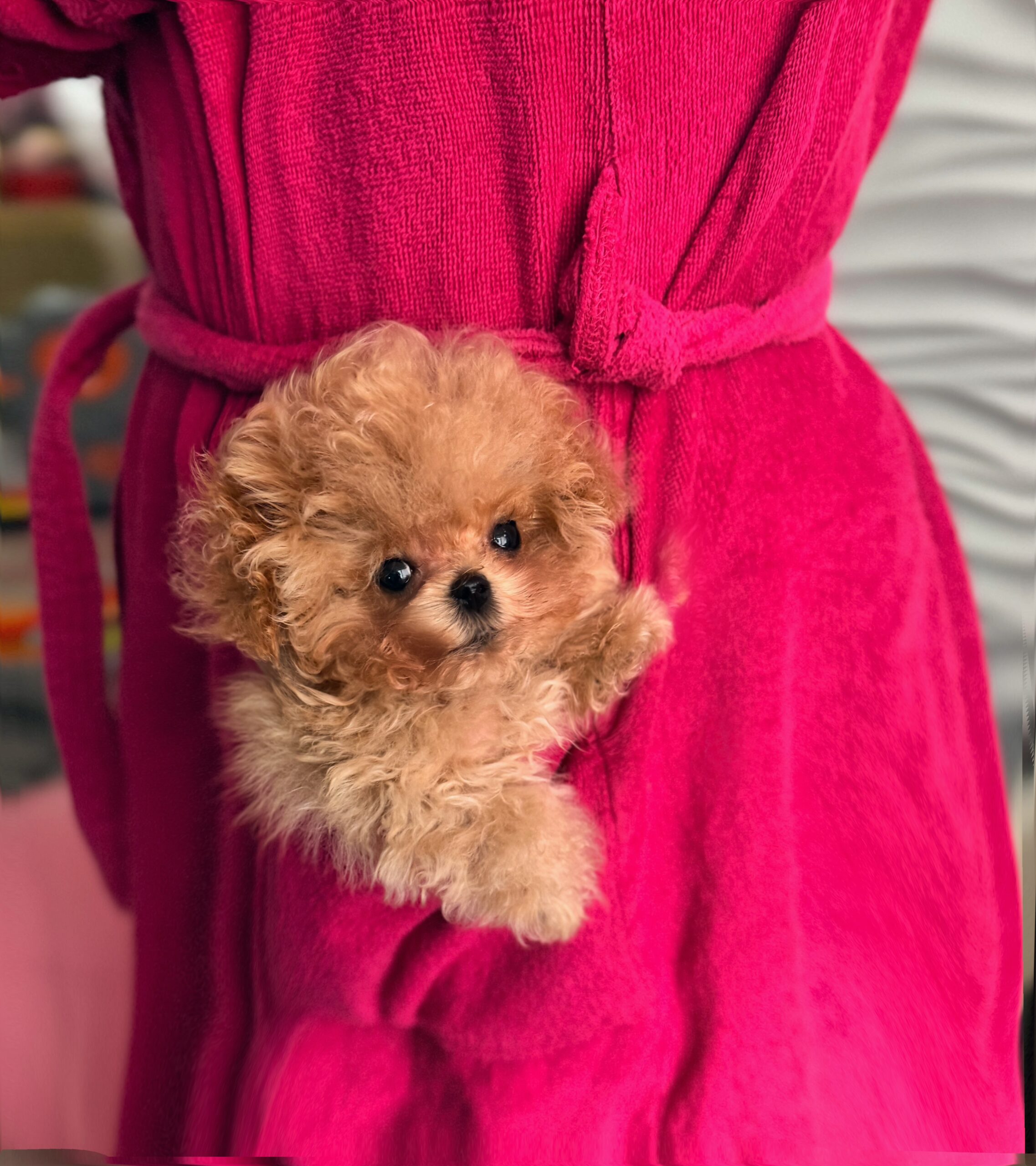 Кудрявая нежность микро красотка Ванесса