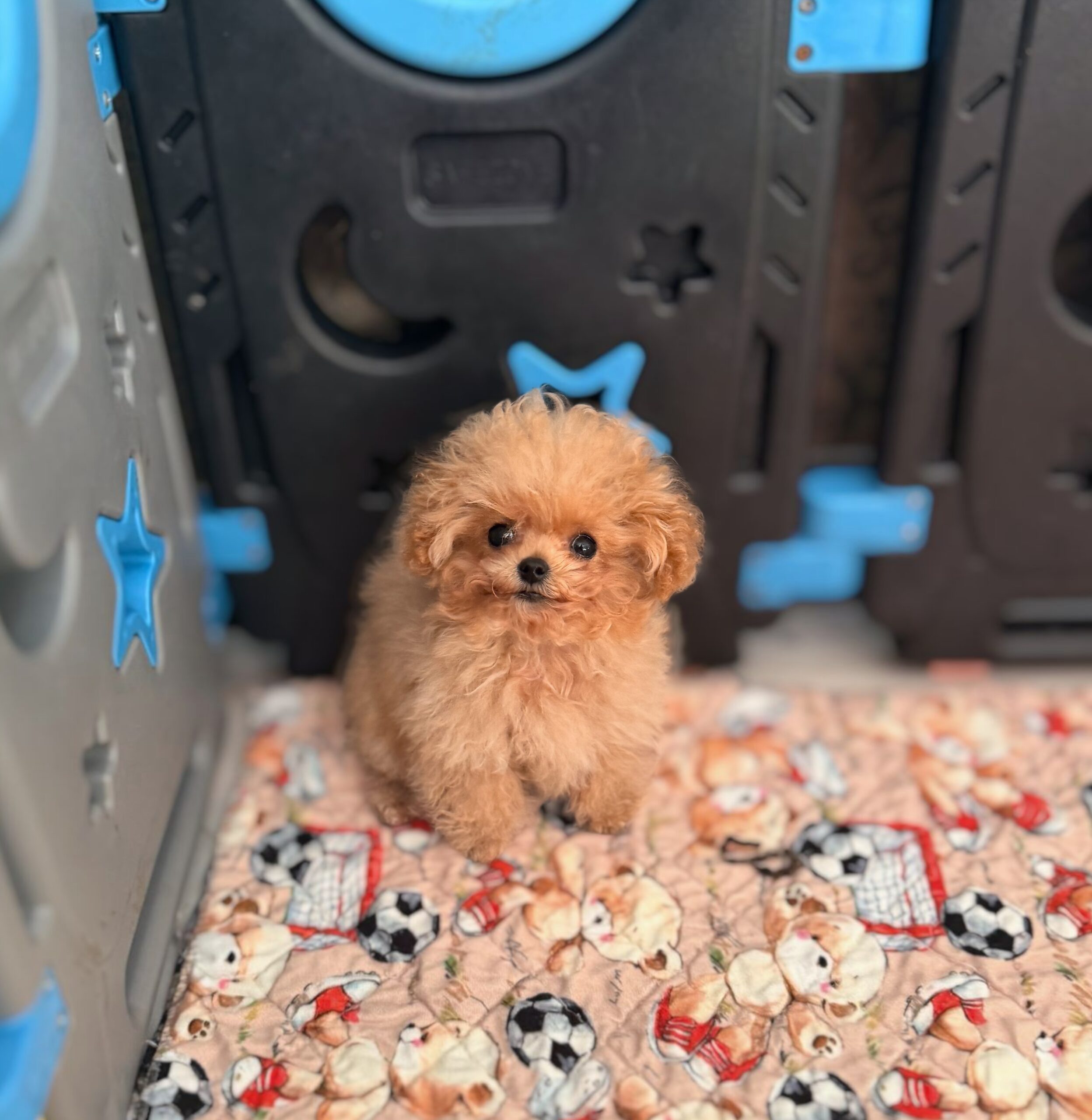 Кудрявая нежность микро красотка Ванесса