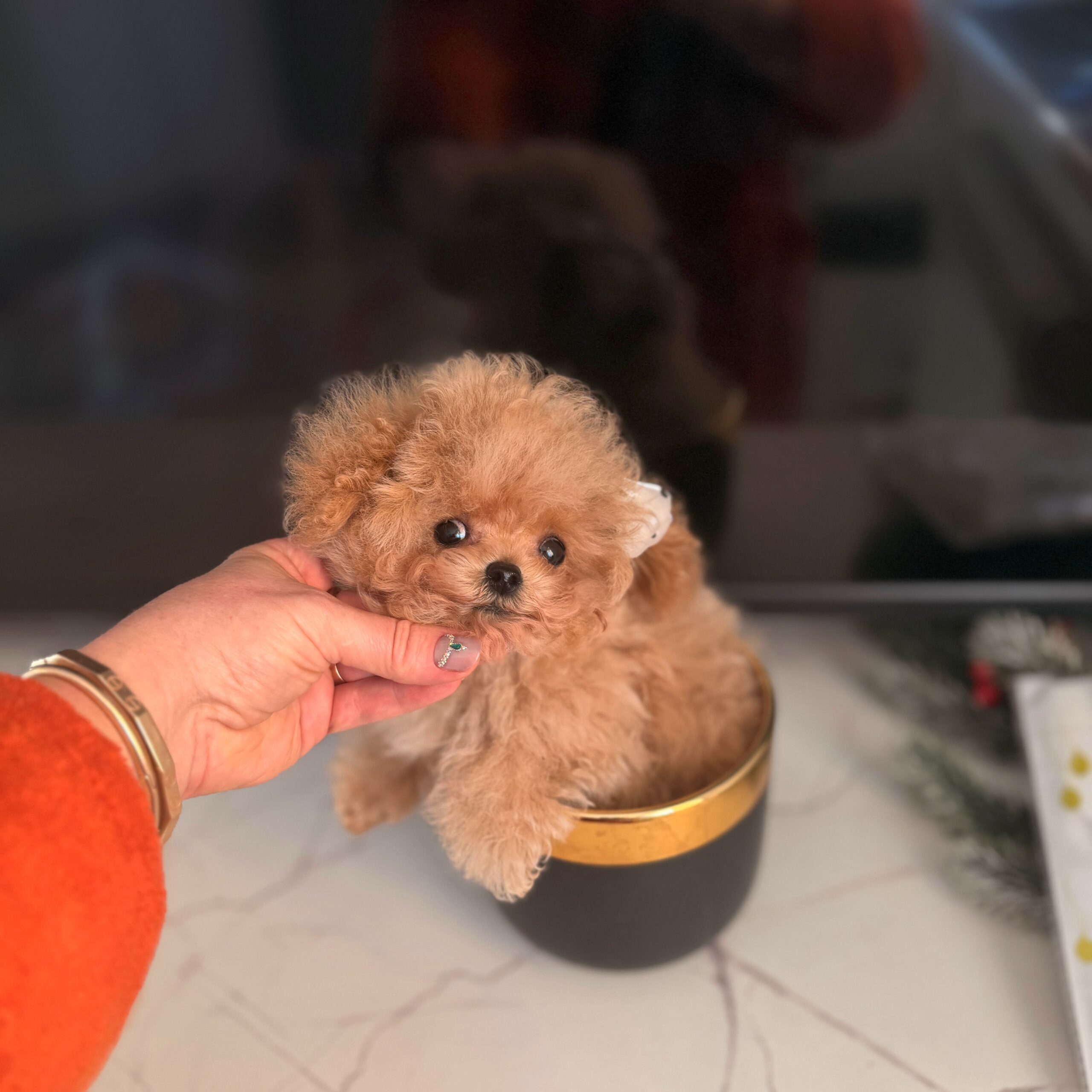 Кудрявая нежность микро красотка Ванесса