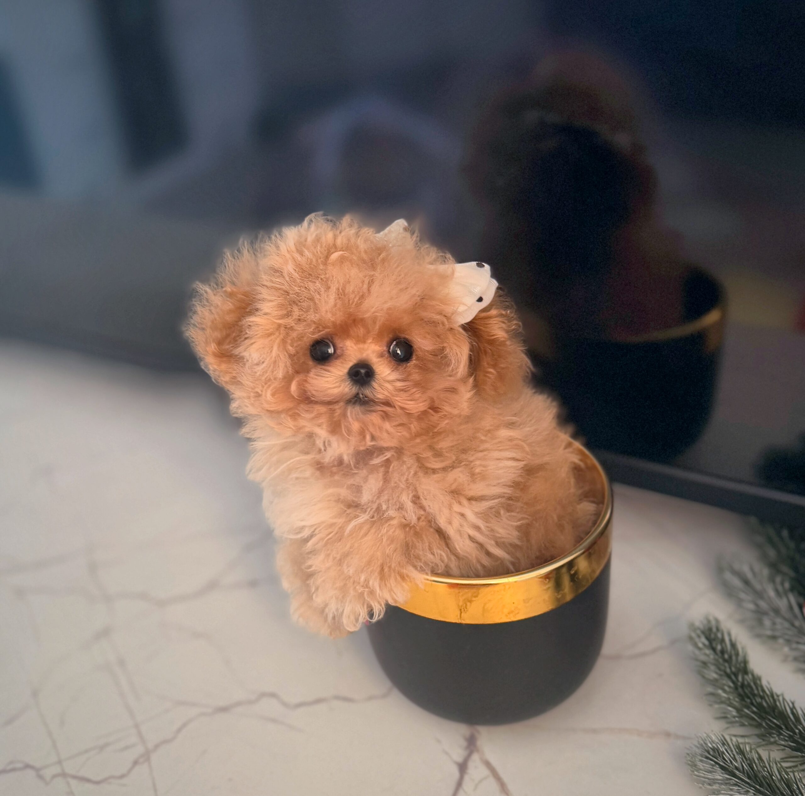 Кудрявая нежность микро красотка Ванесса