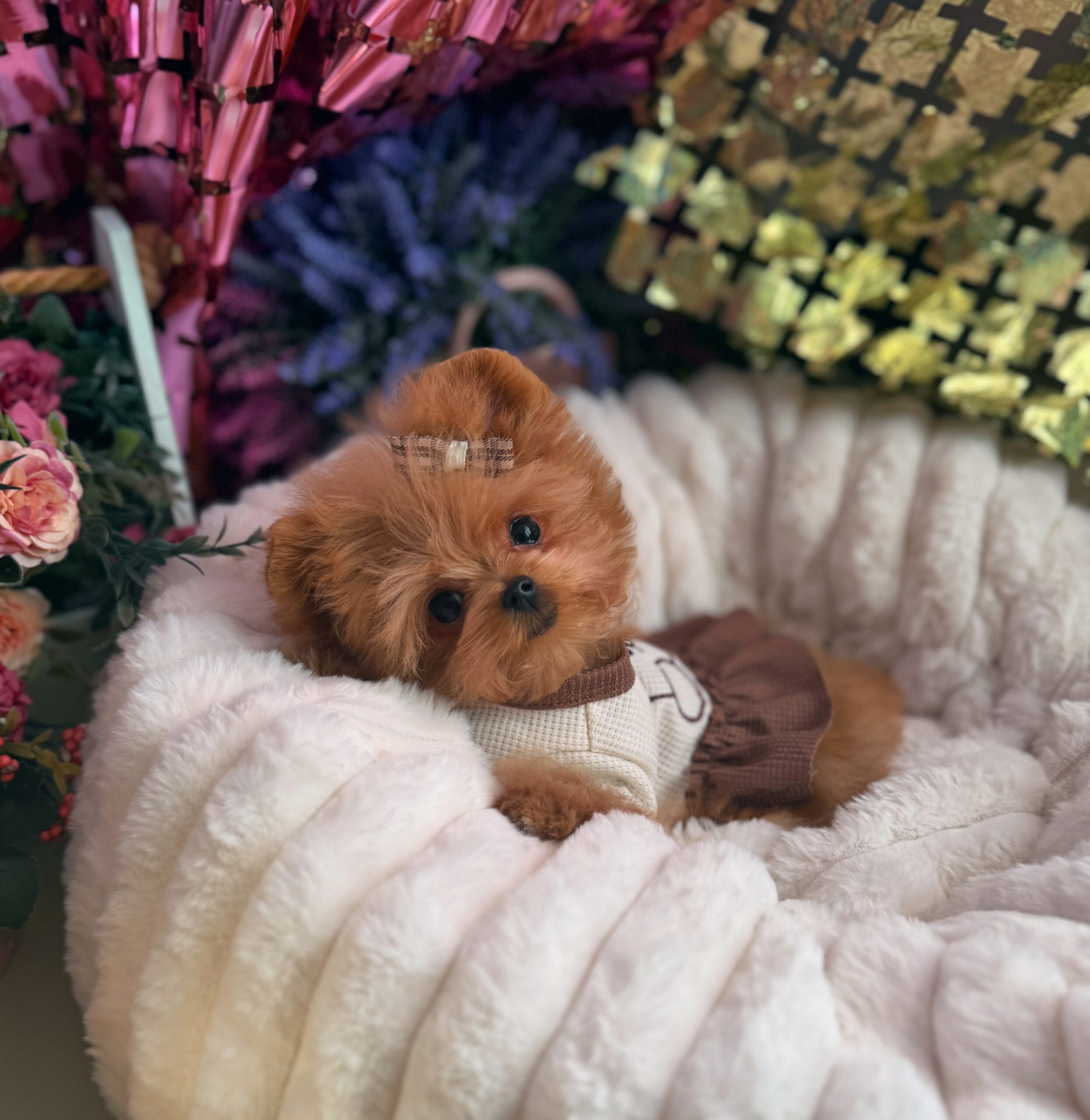 Яркая красотка мишутка Мия