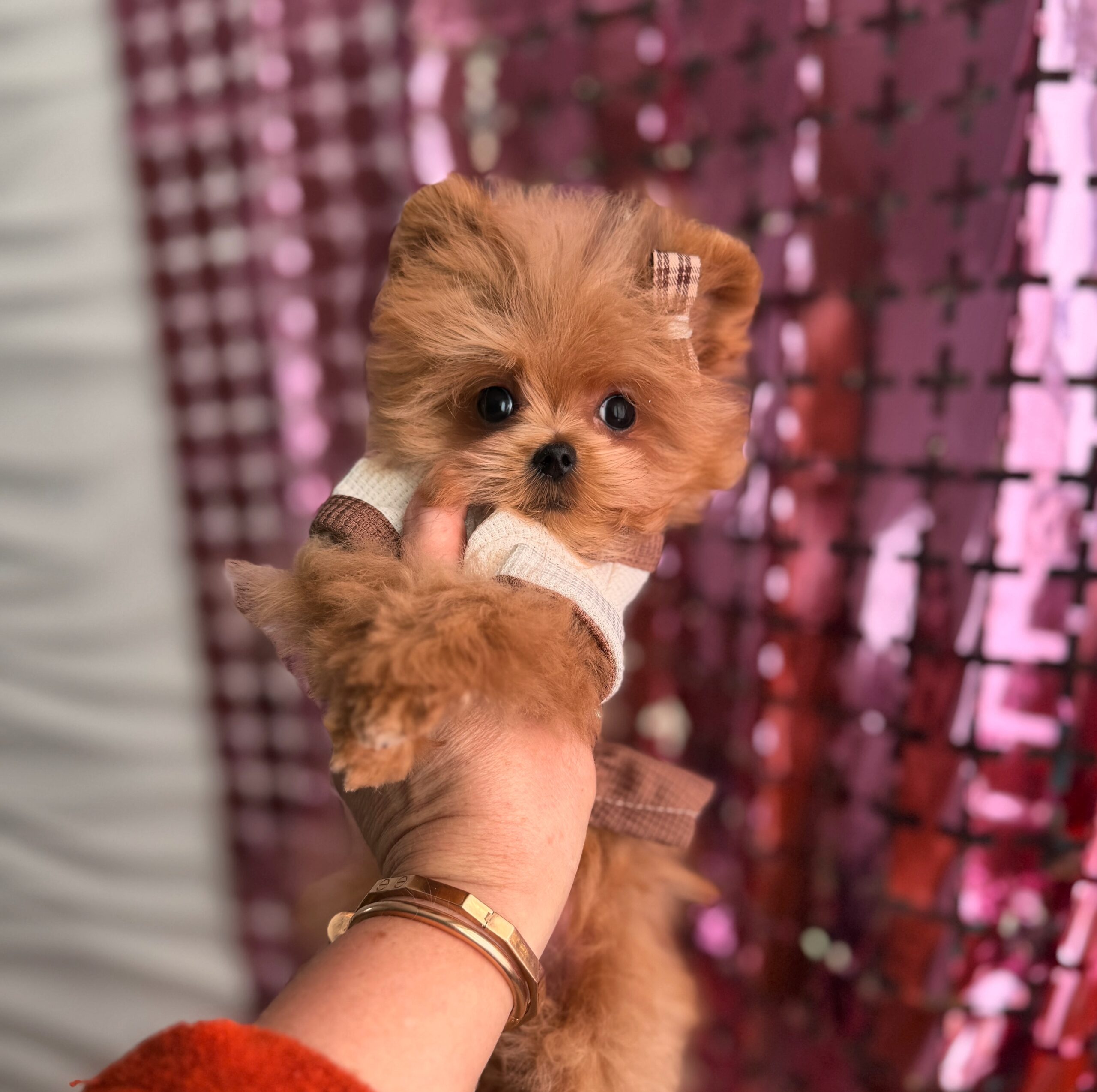 Яркая красотка мишутка Мия