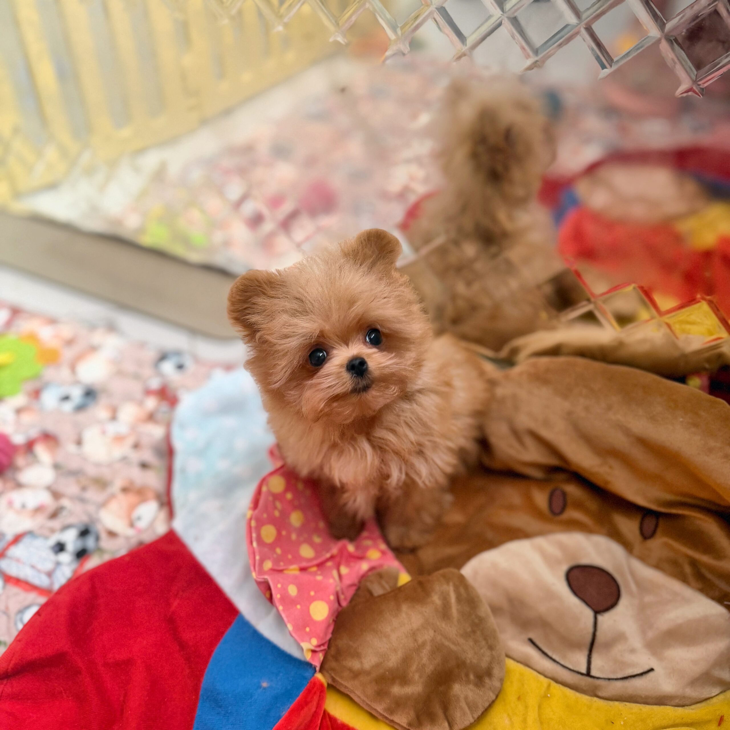 Яркая красотка мишутка Мия