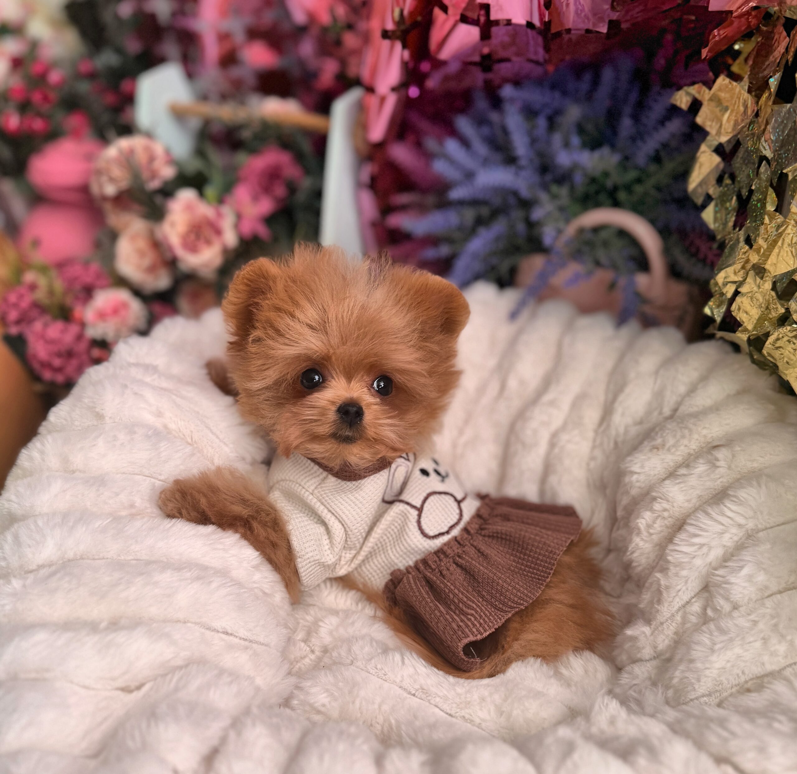 Яркая красотка мишутка Мия