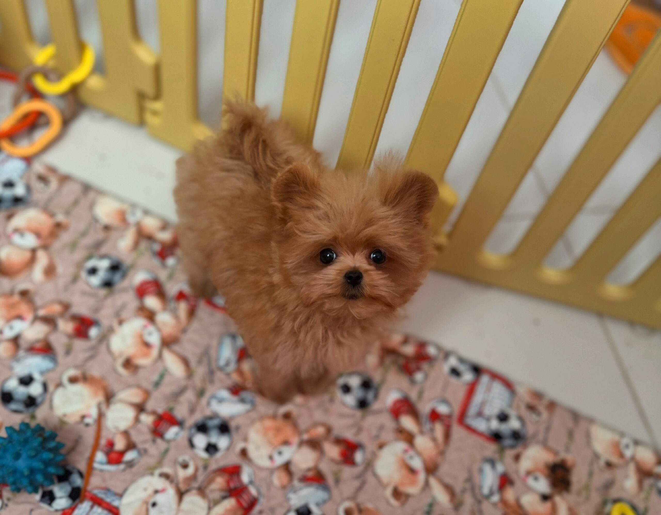 Яркая красотка мишутка Мия