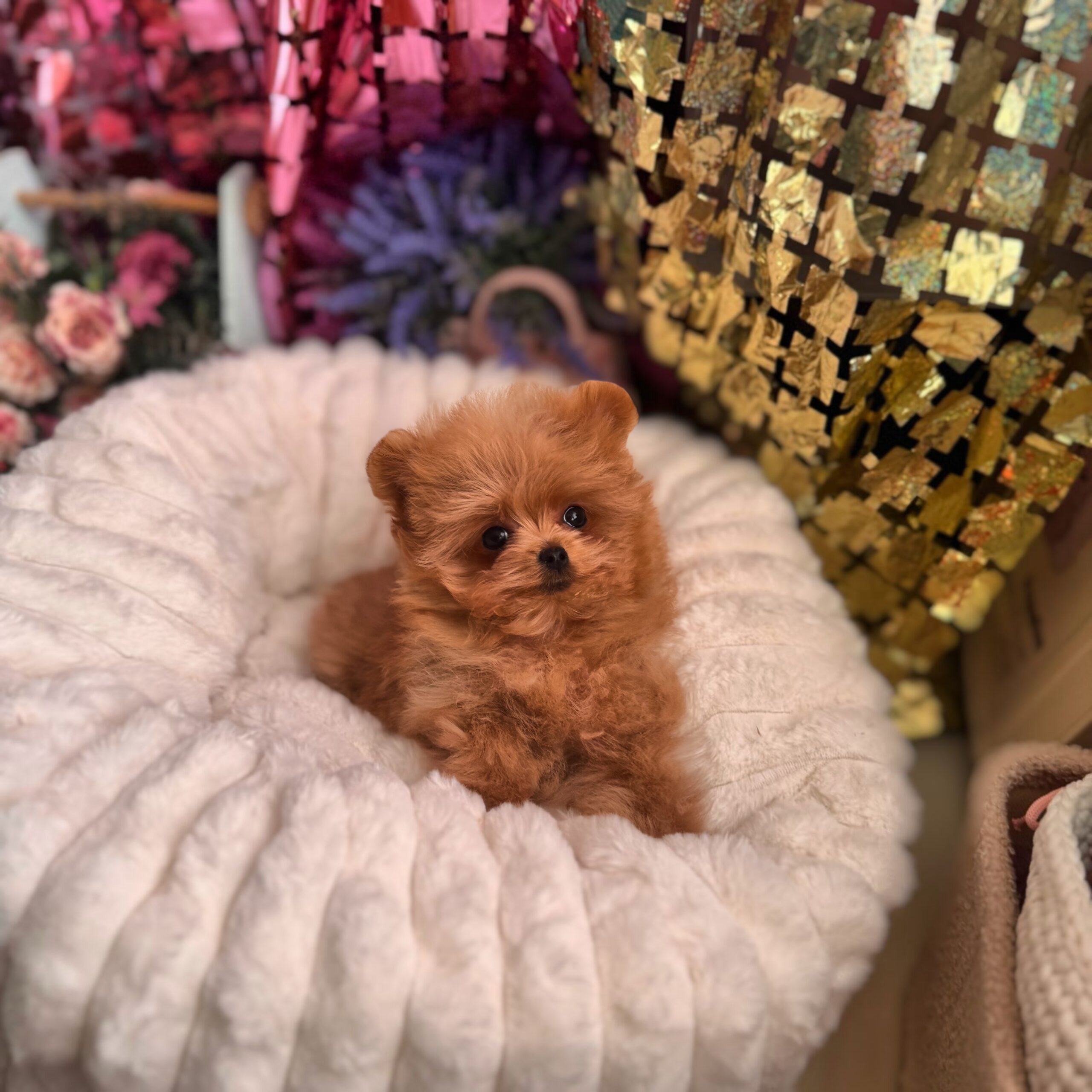 Яркая красотка мишутка Мия